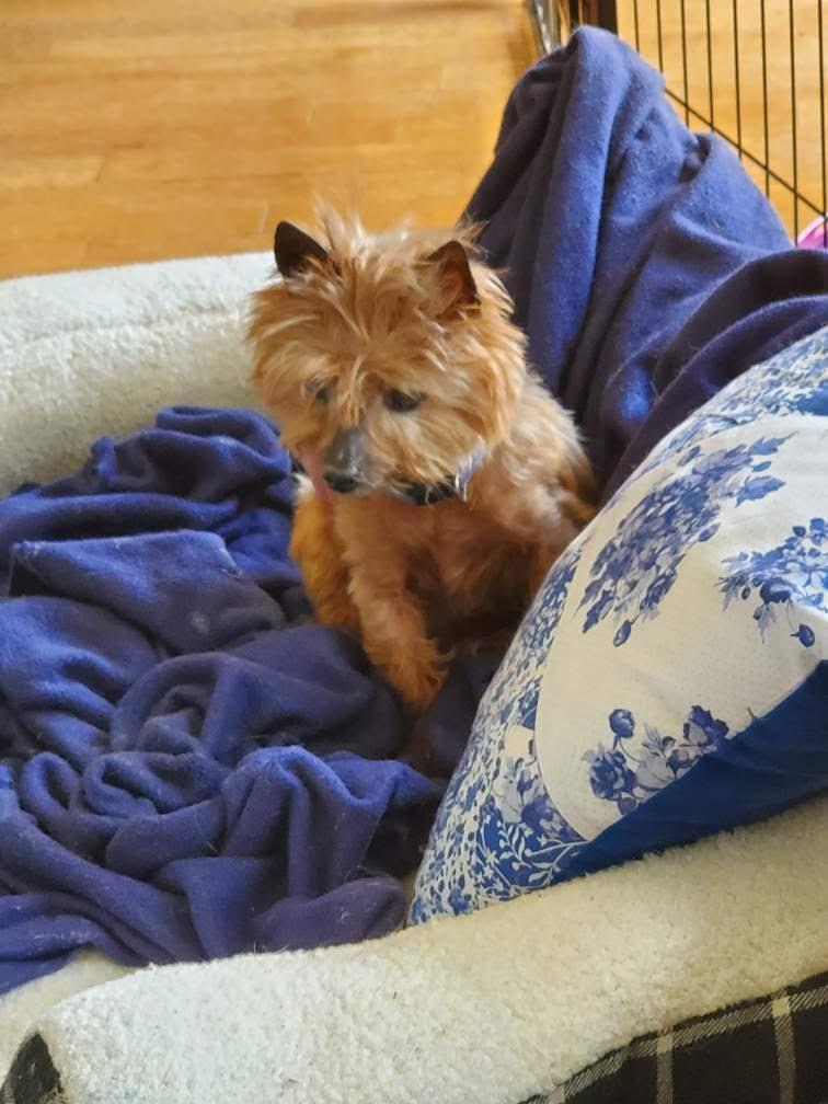 Sassy, a Adoptable Yorkshire Terrier in Columbia, MO image 4/4