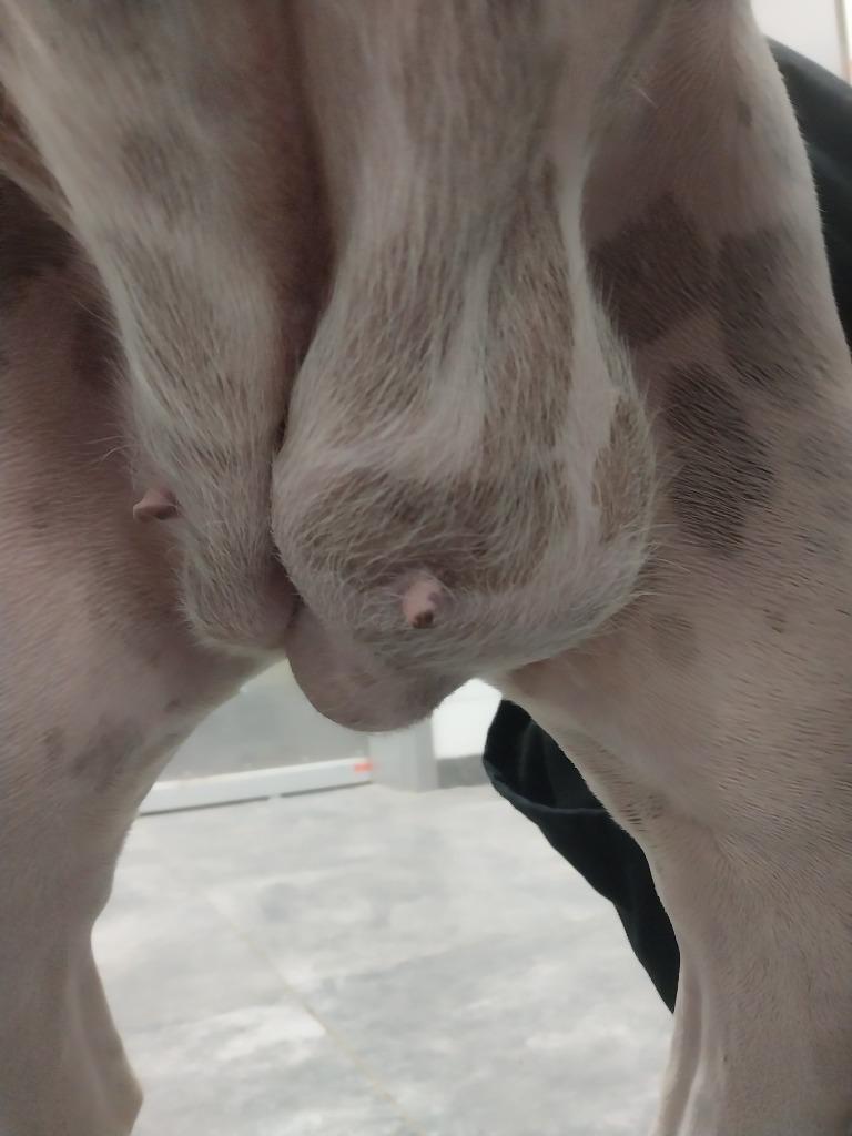 Lian, Adoptable, Adult Female Mixed Breed.