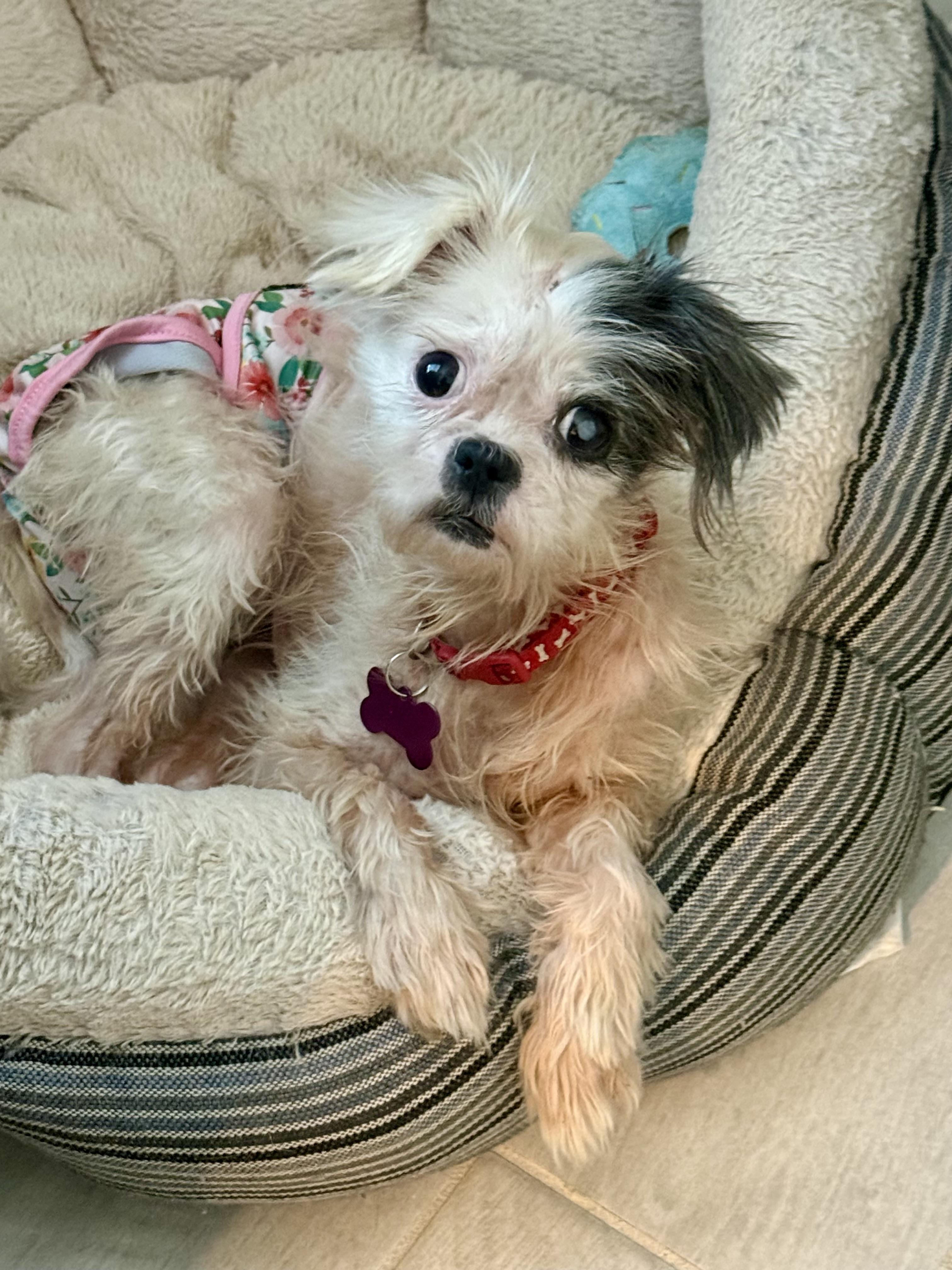 Kari, Adopted, Senior Female Shih Tzu.