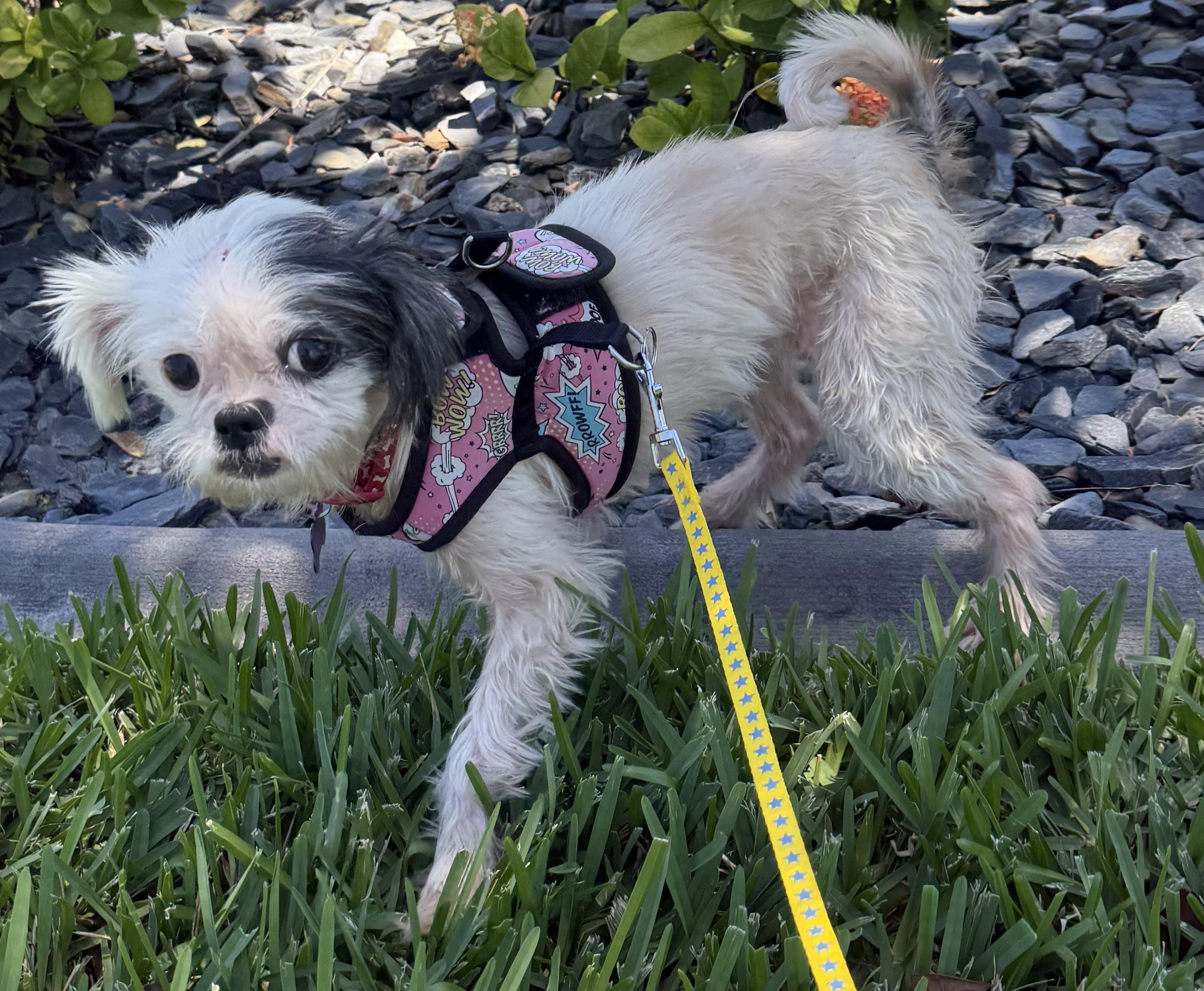 Kari, a Adopted Shih Tzu in Cape Coral, FL image 2/2