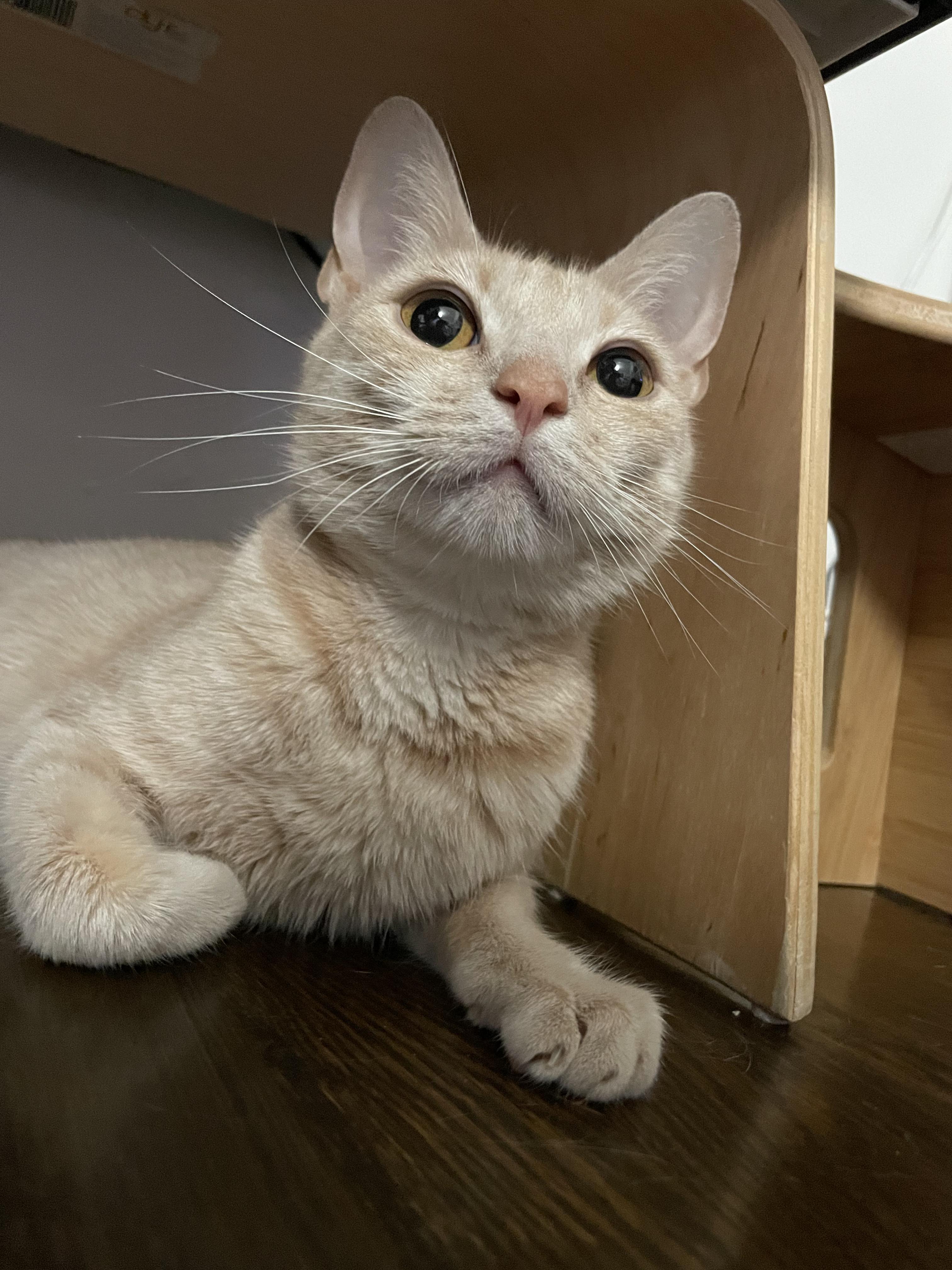 Nala