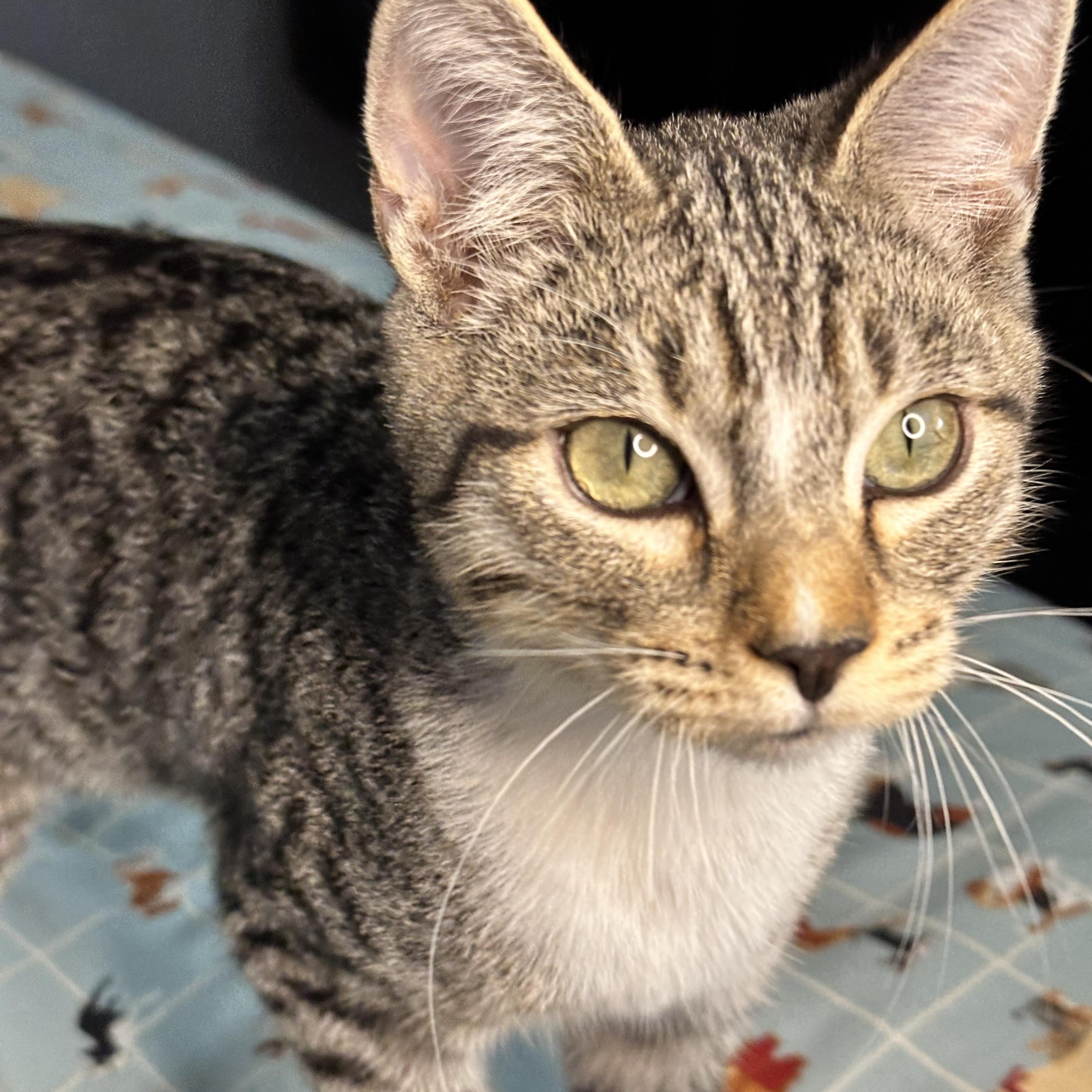 Nacho, ADOPTABLE, Young Male Domestic Short Hair.