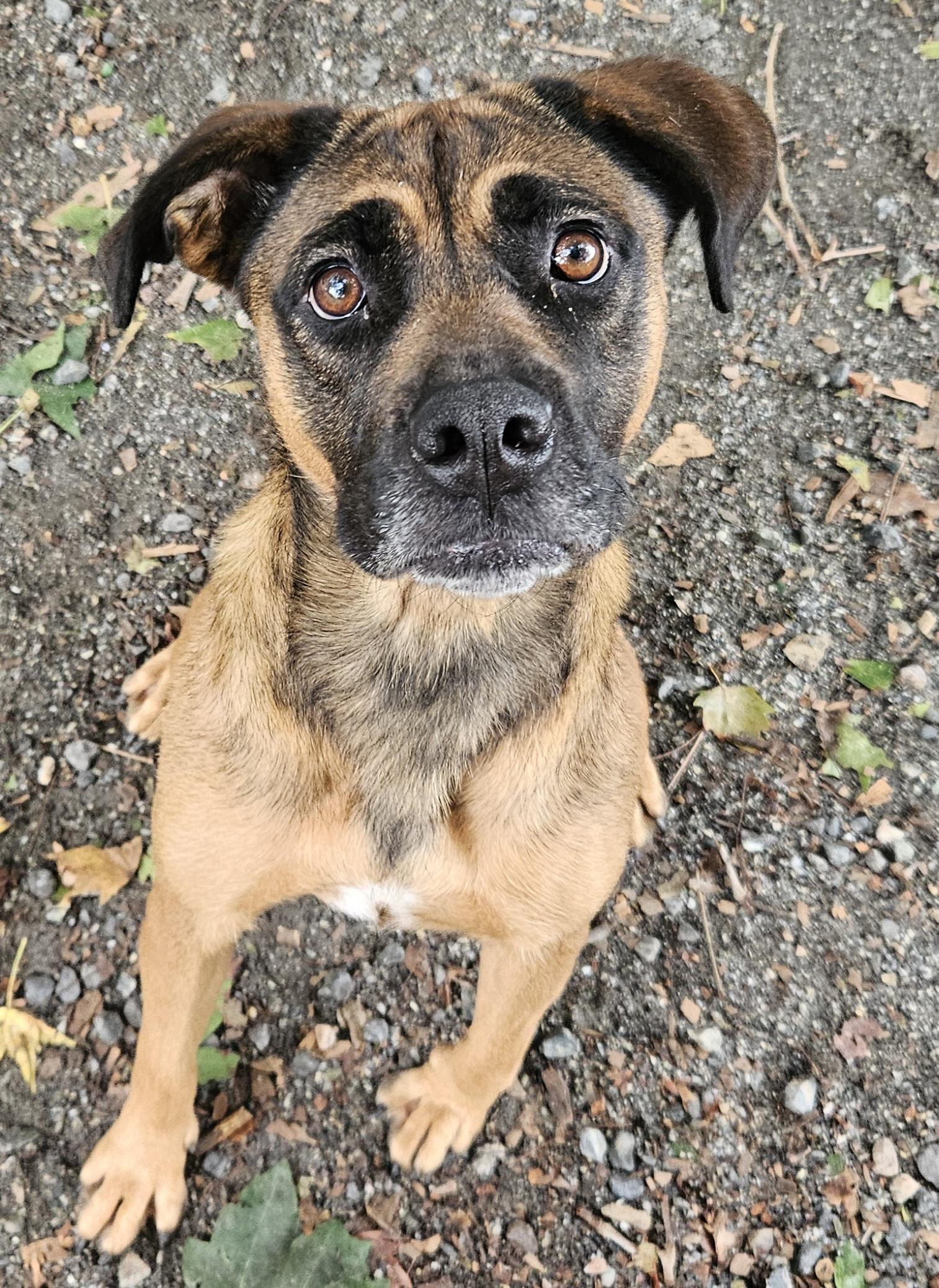 Lulu, ADOPTABLE, Young Female Boxer & Mixed Breed.