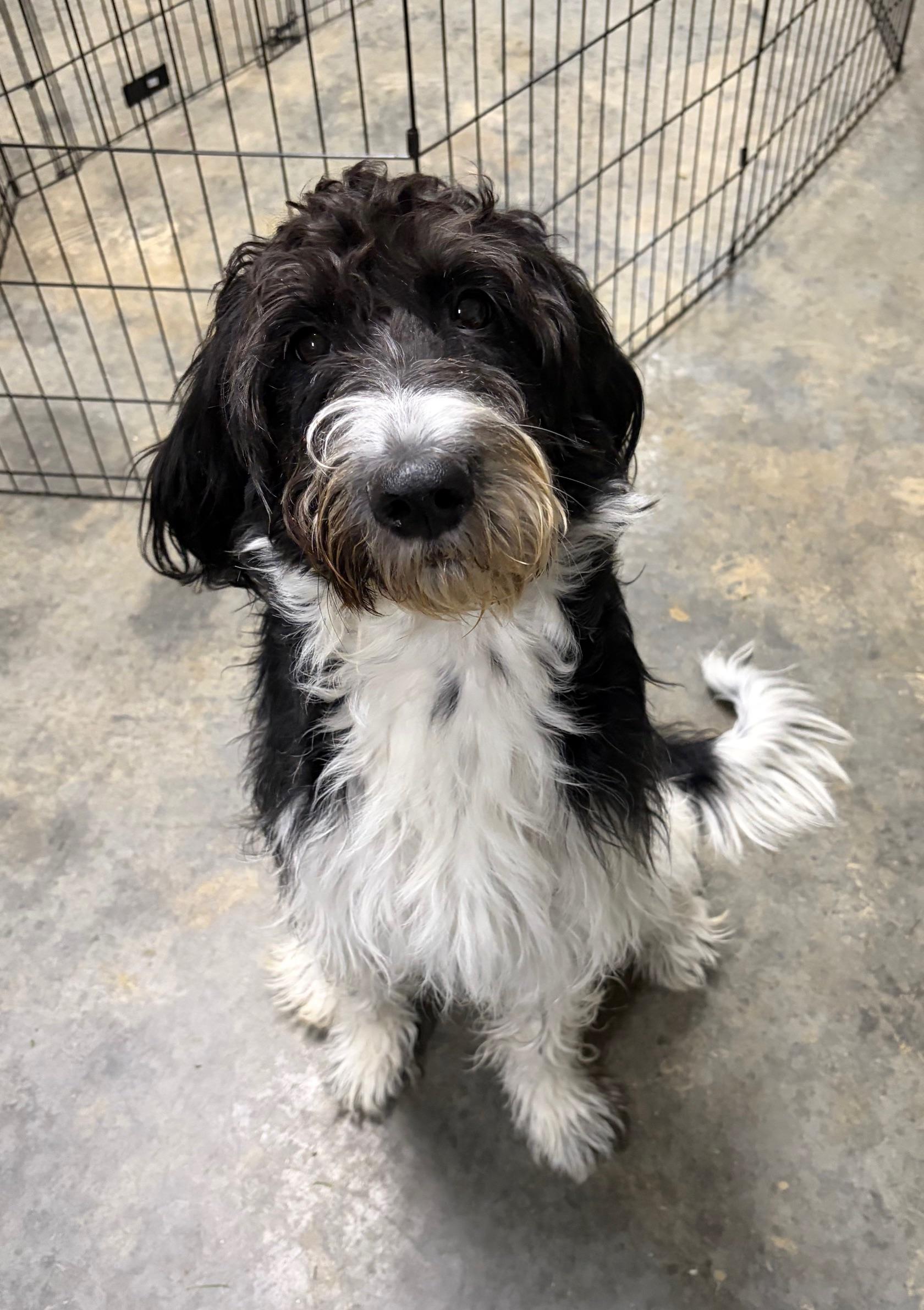 Enlarge Lola, an adopted Goldendoodle in Seneca, PA image 1/2