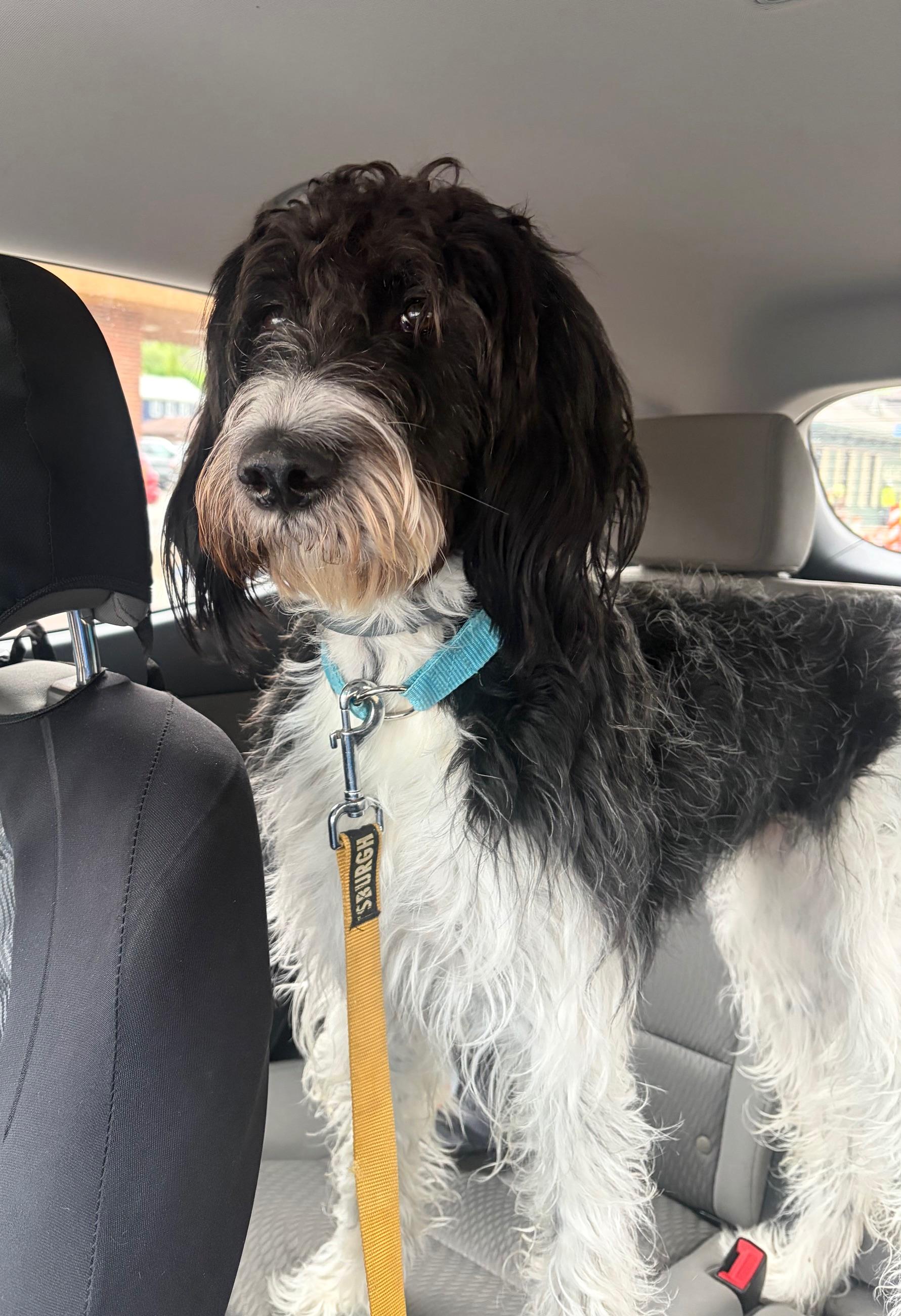 Enlarge Lola, an adopted Goldendoodle in Seneca, PA image 2/2