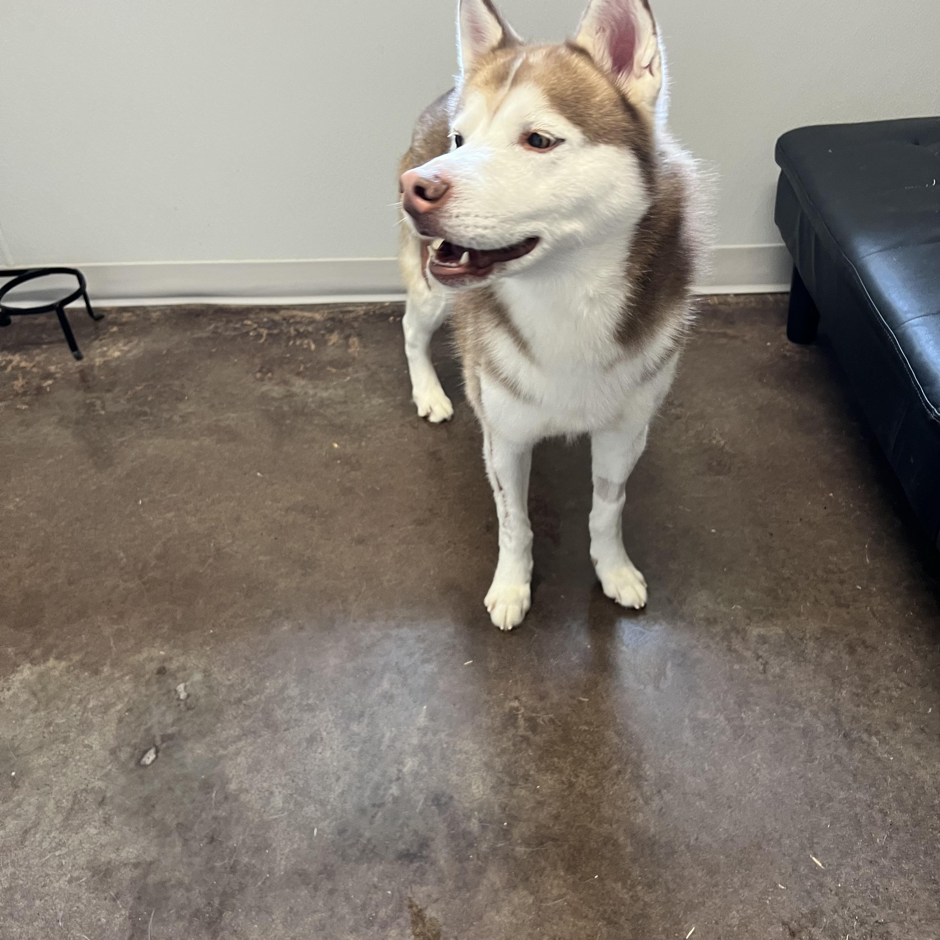 Enlarge Dakota, an adopted Siberian Husky in Horn Lake, MS image 2/6