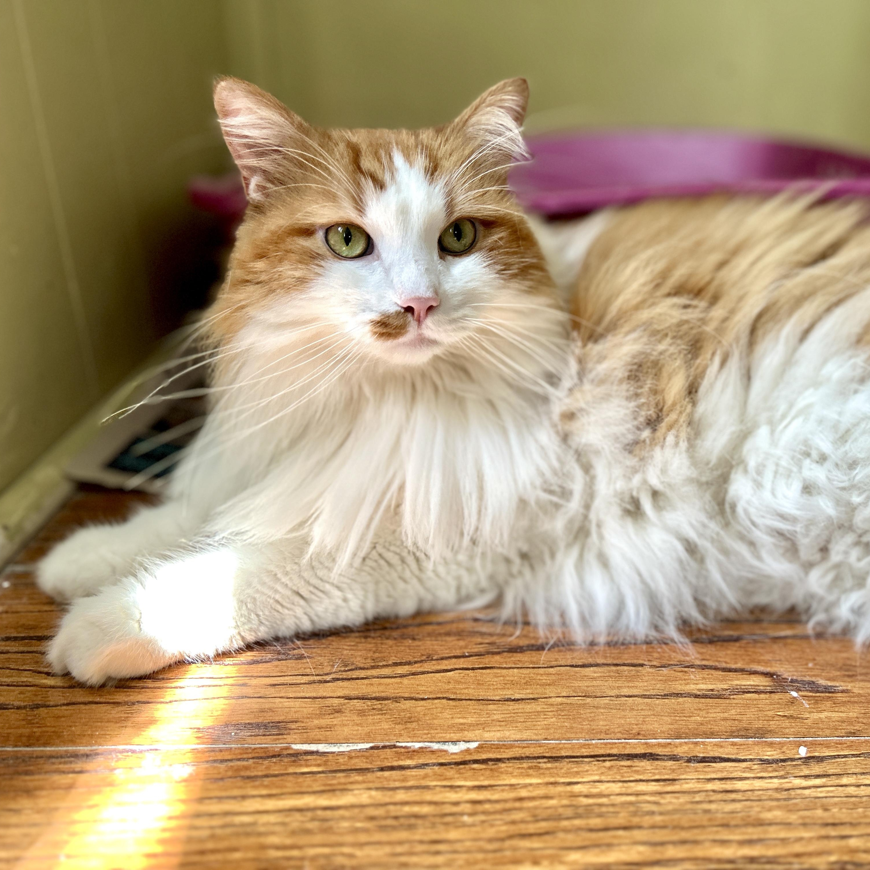 Long Haired Cats for Adoption: Find Your Perfect Furry Friend Today