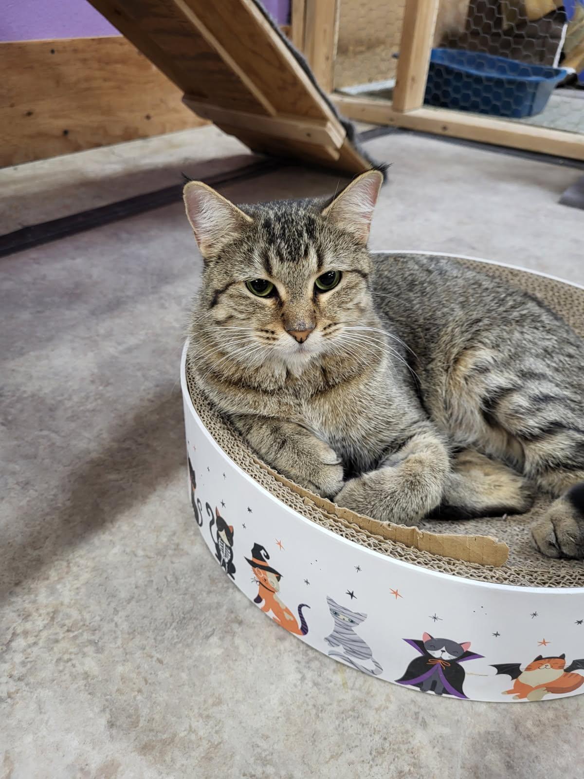 Corinne, Adoptable, Adult Female Domestic Short Hair.