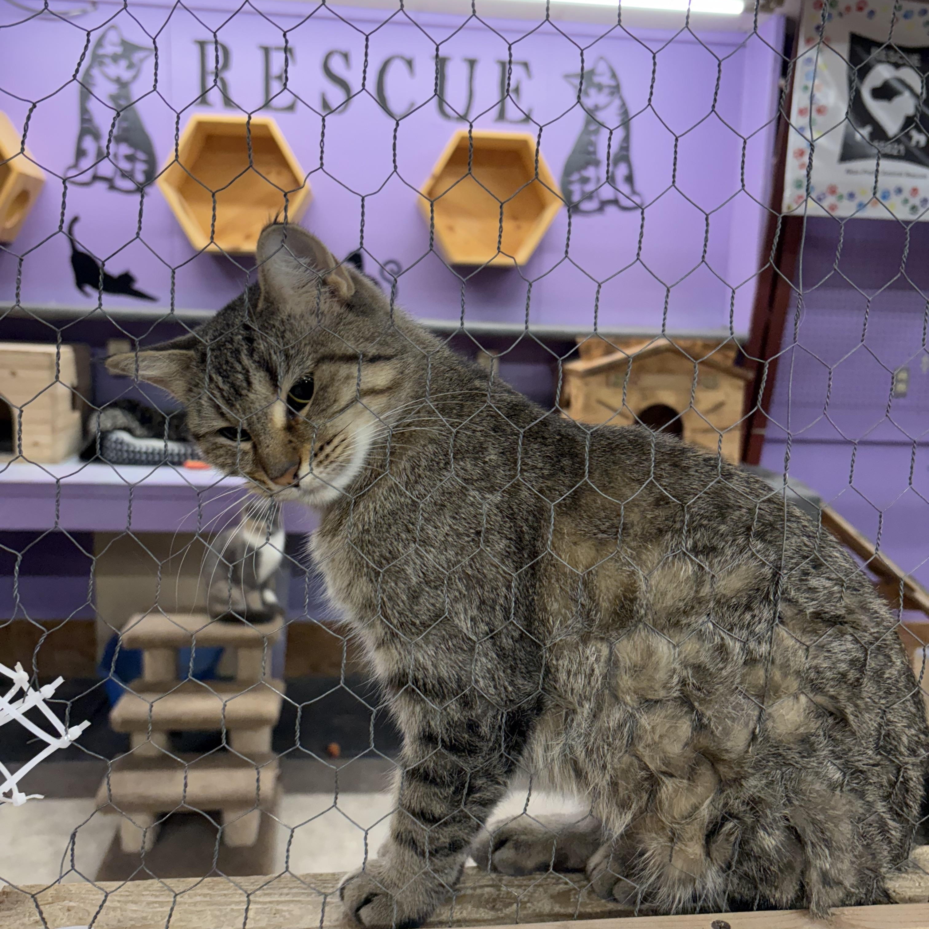 Corinne, a Adoptable Domestic Short Hair in Faribault, MN image 2/2