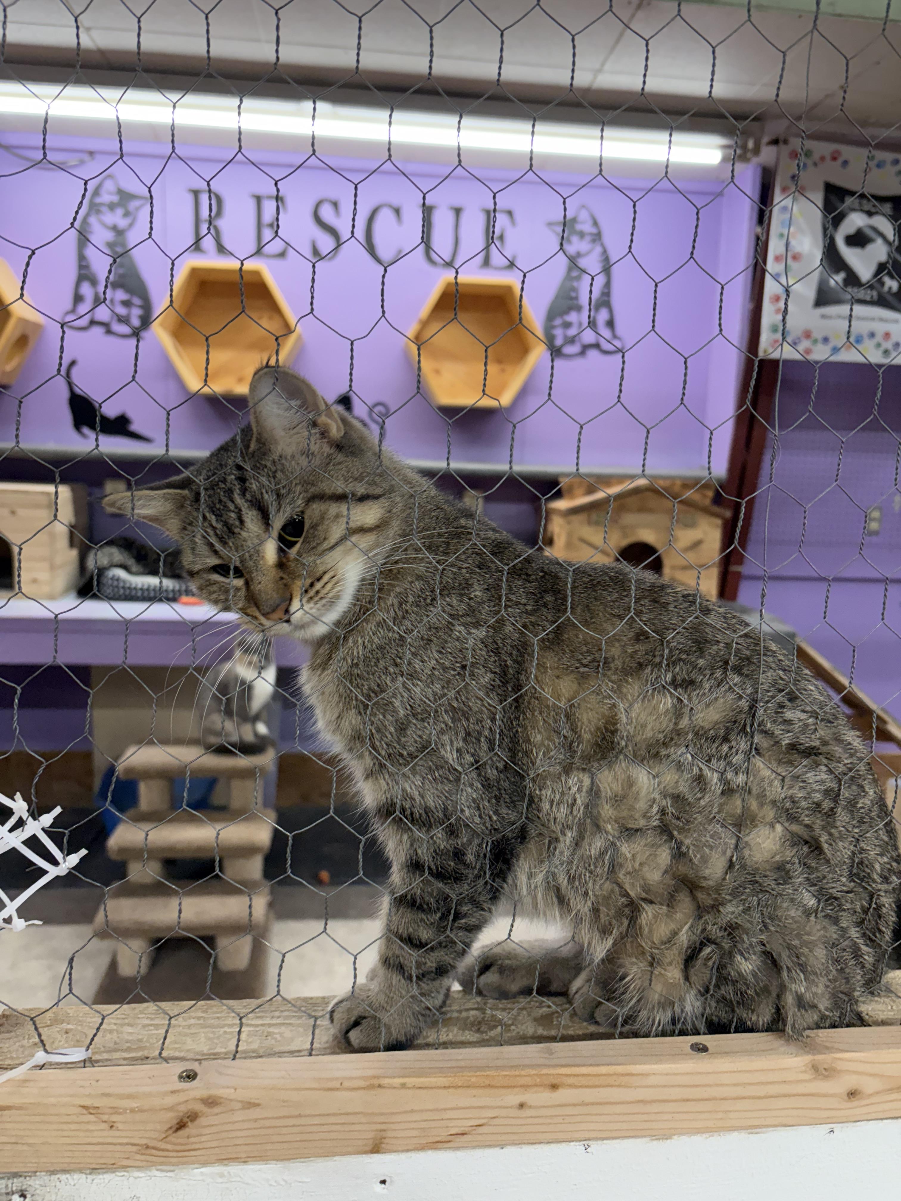 Corinne, a Adoptable Domestic Short Hair in Faribault, MN image 2/2