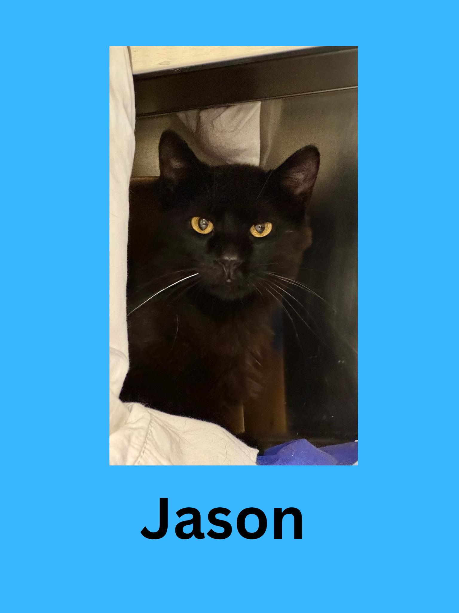 Jason, Adoptable, Adult Male Domestic Short Hair.