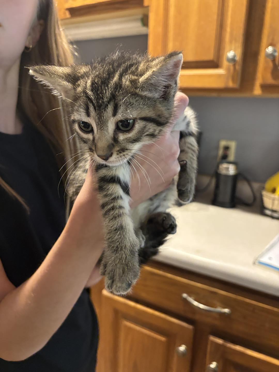 Obi, Adoptable, Kitten Male Domestic Short Hair.
