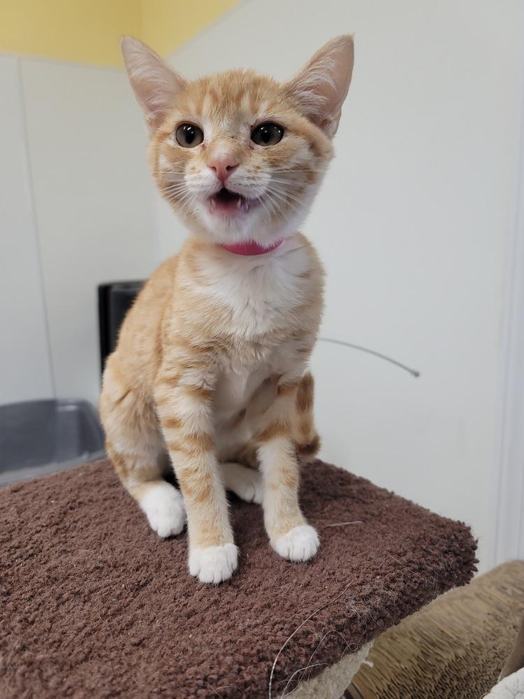 Enlarge Lizzie 2, a Adopted Domestic Short Hair in Fort Walton Beach, FL image 1/1