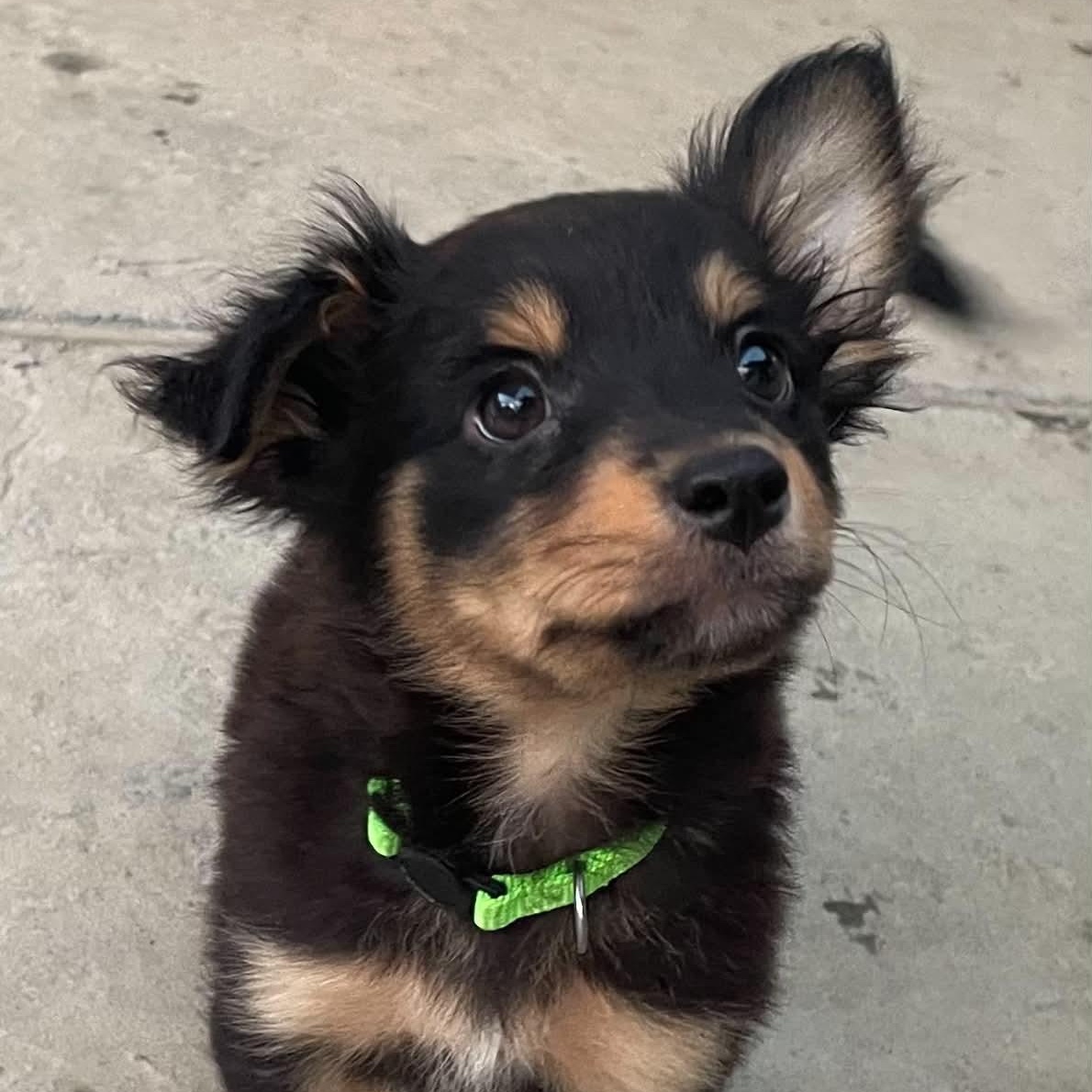 Vada, Adopted, Puppy Female Australian Shepherd.