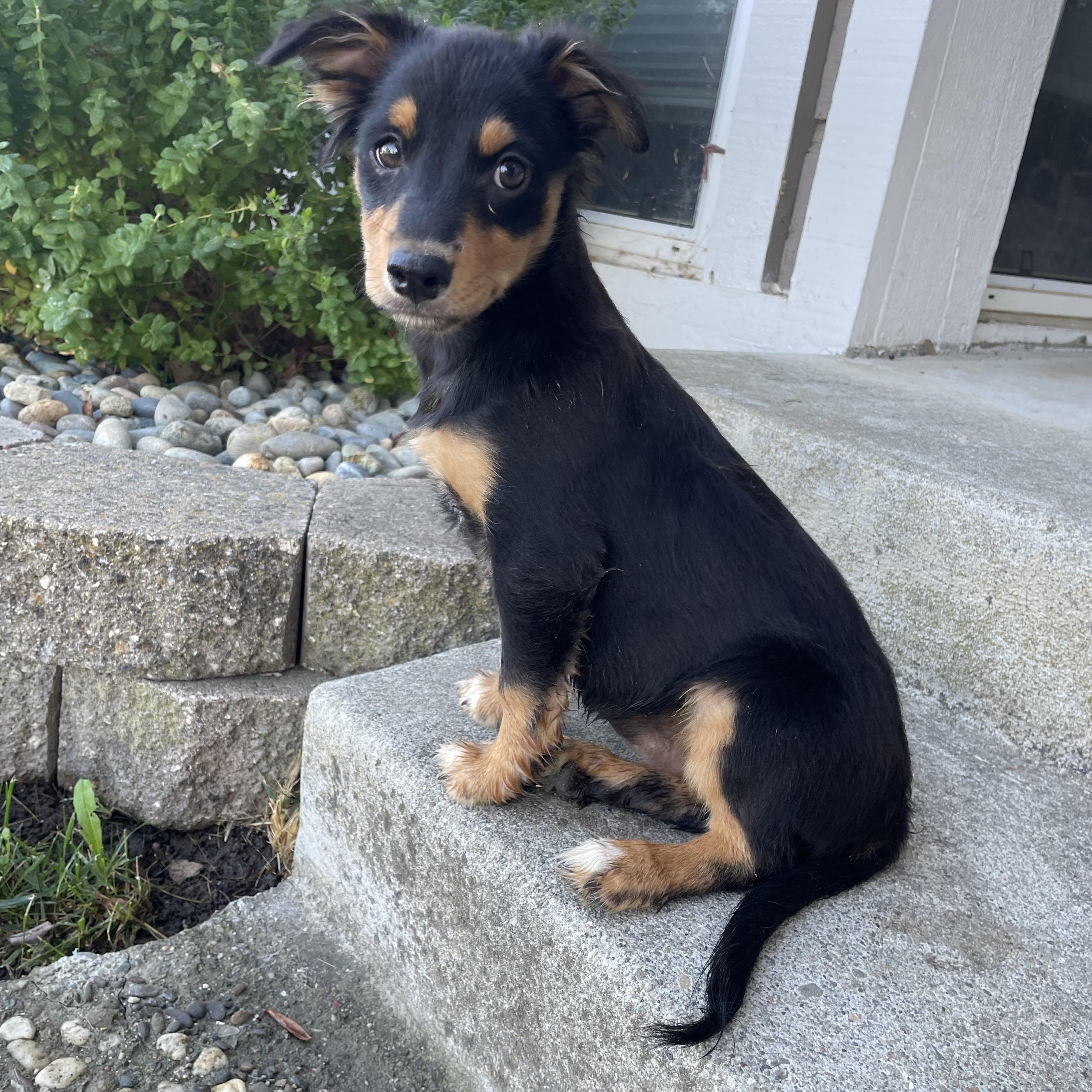 Enlarge Vada, a Adopted mixed breed in Antioch, CA image 2/2