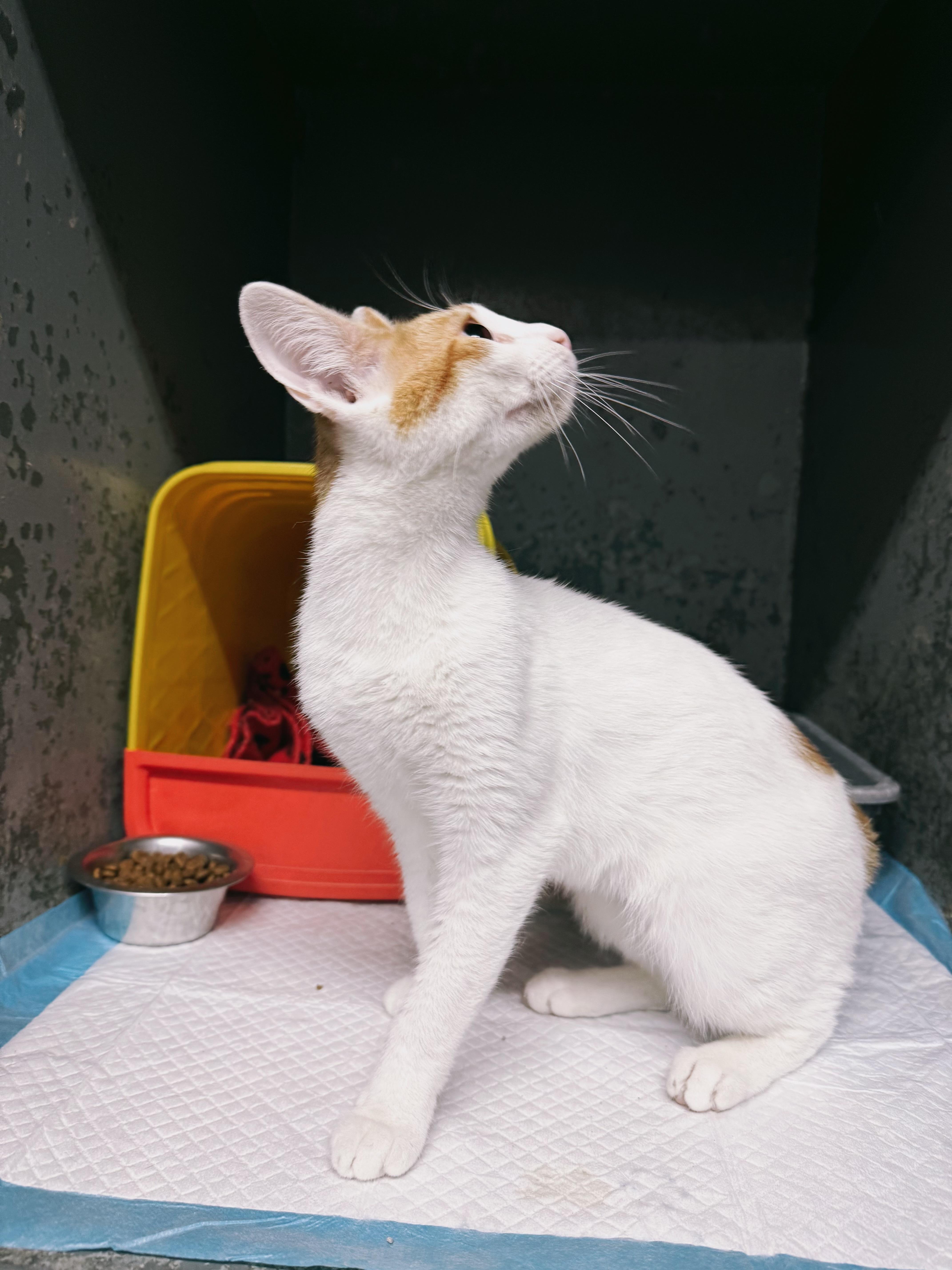 Beverly, a Adoptable Domestic Short Hair in Varnville, SC image 4/4