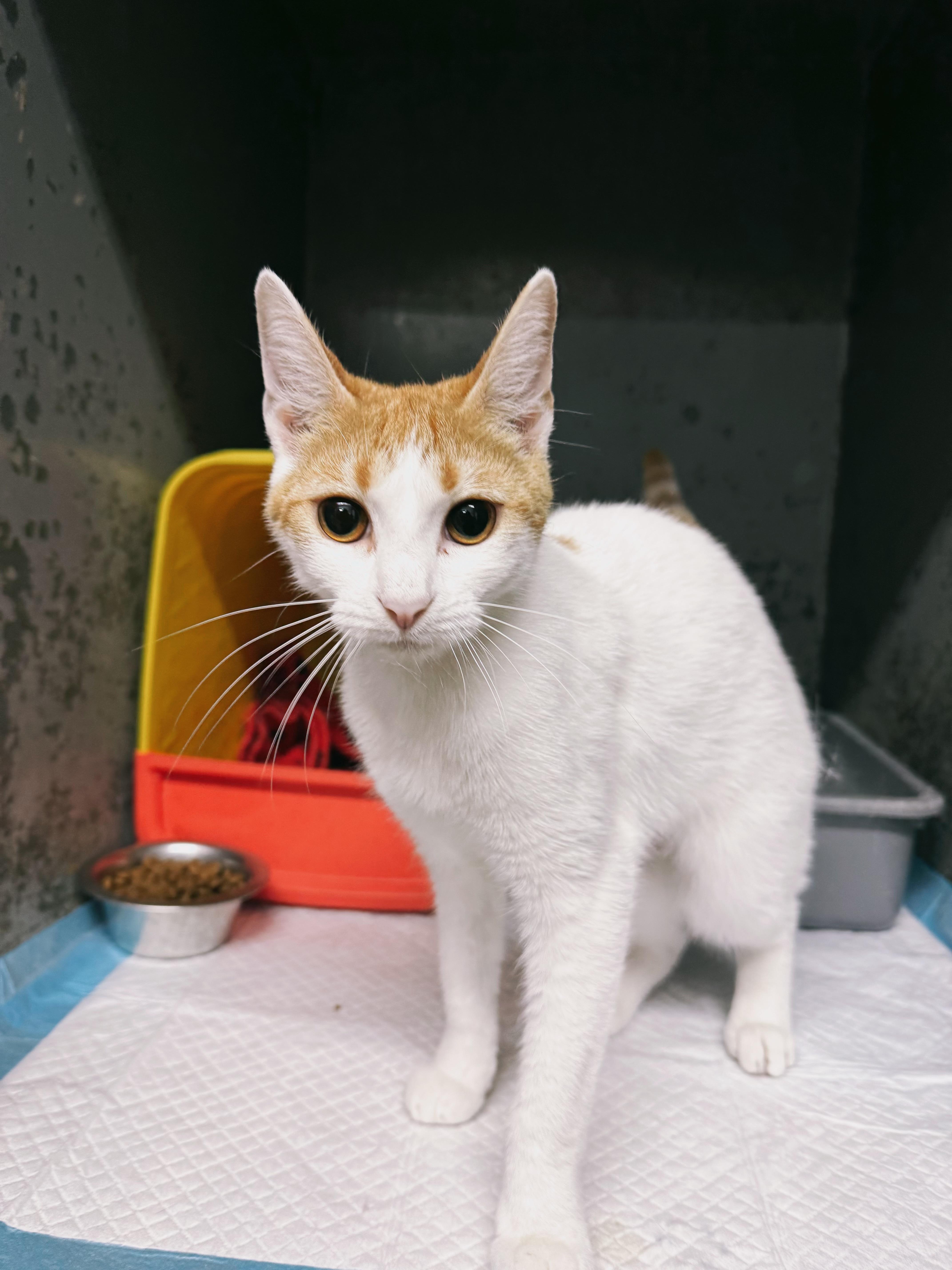 Beverly, Adoptable, Young Female Domestic Short Hair.
