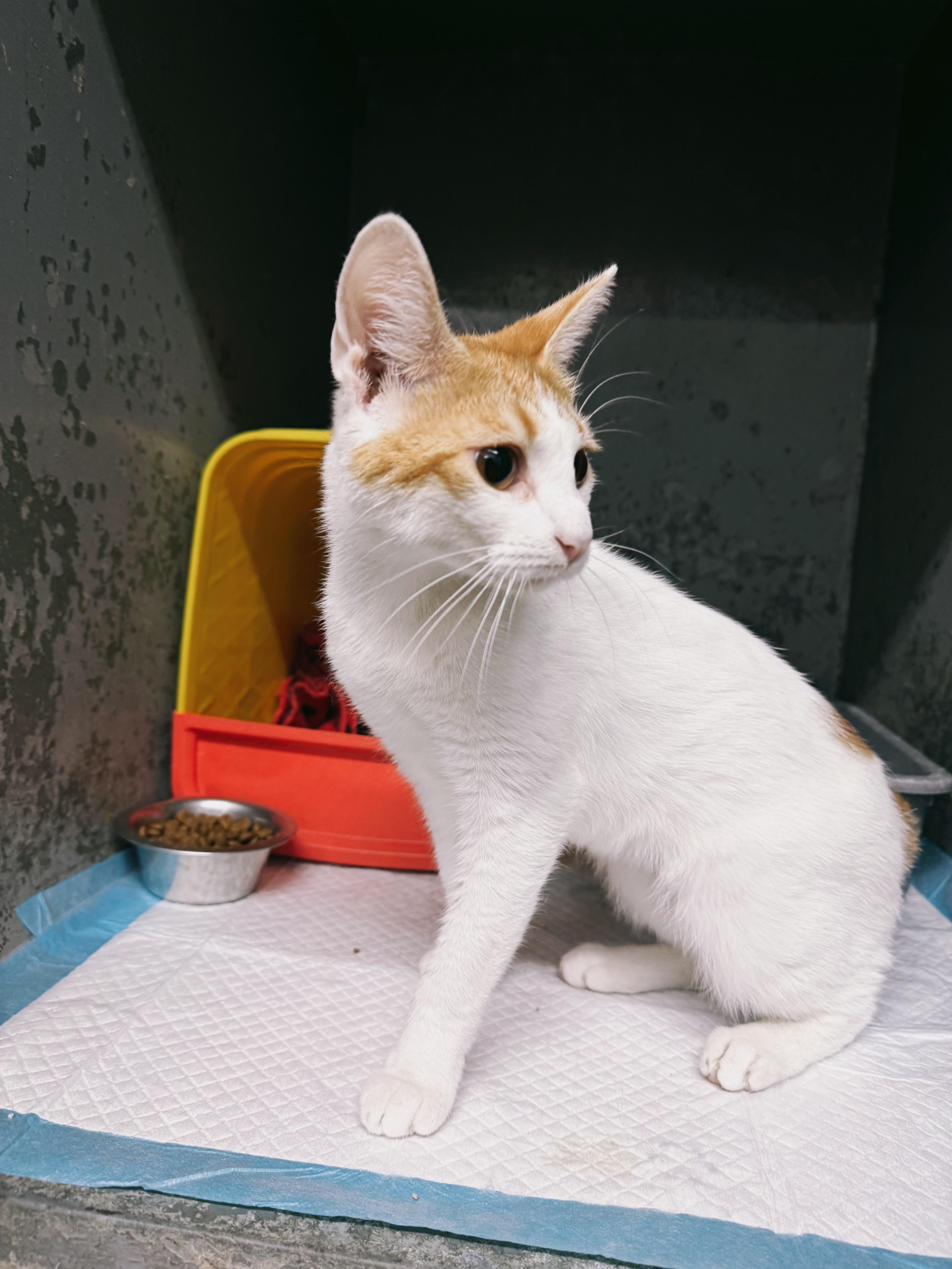 Beverly, a Adoptable Domestic Short Hair in Varnville, SC image 2/4