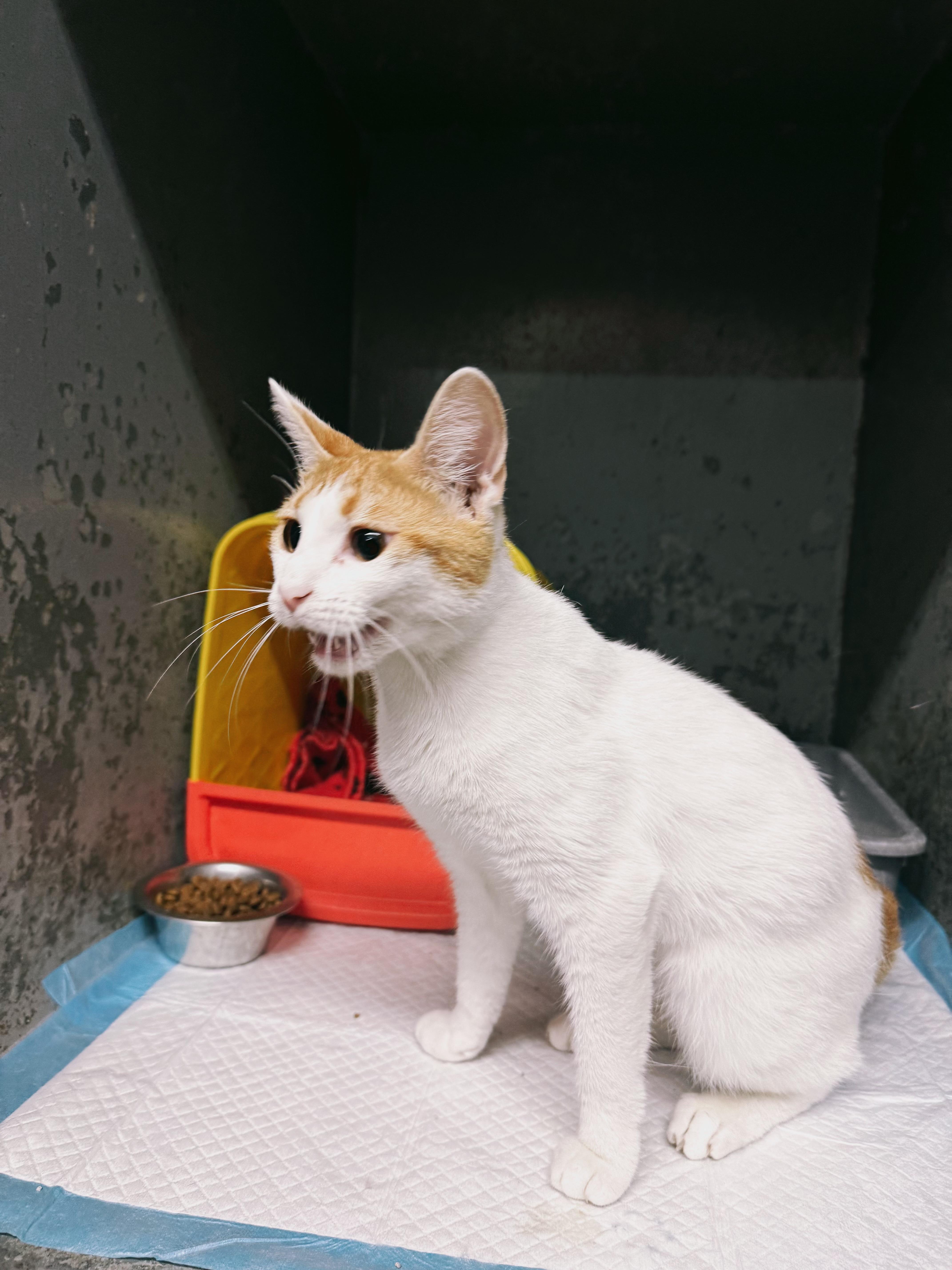 Beverly, a Adoptable Domestic Short Hair in Varnville, SC image 3/4