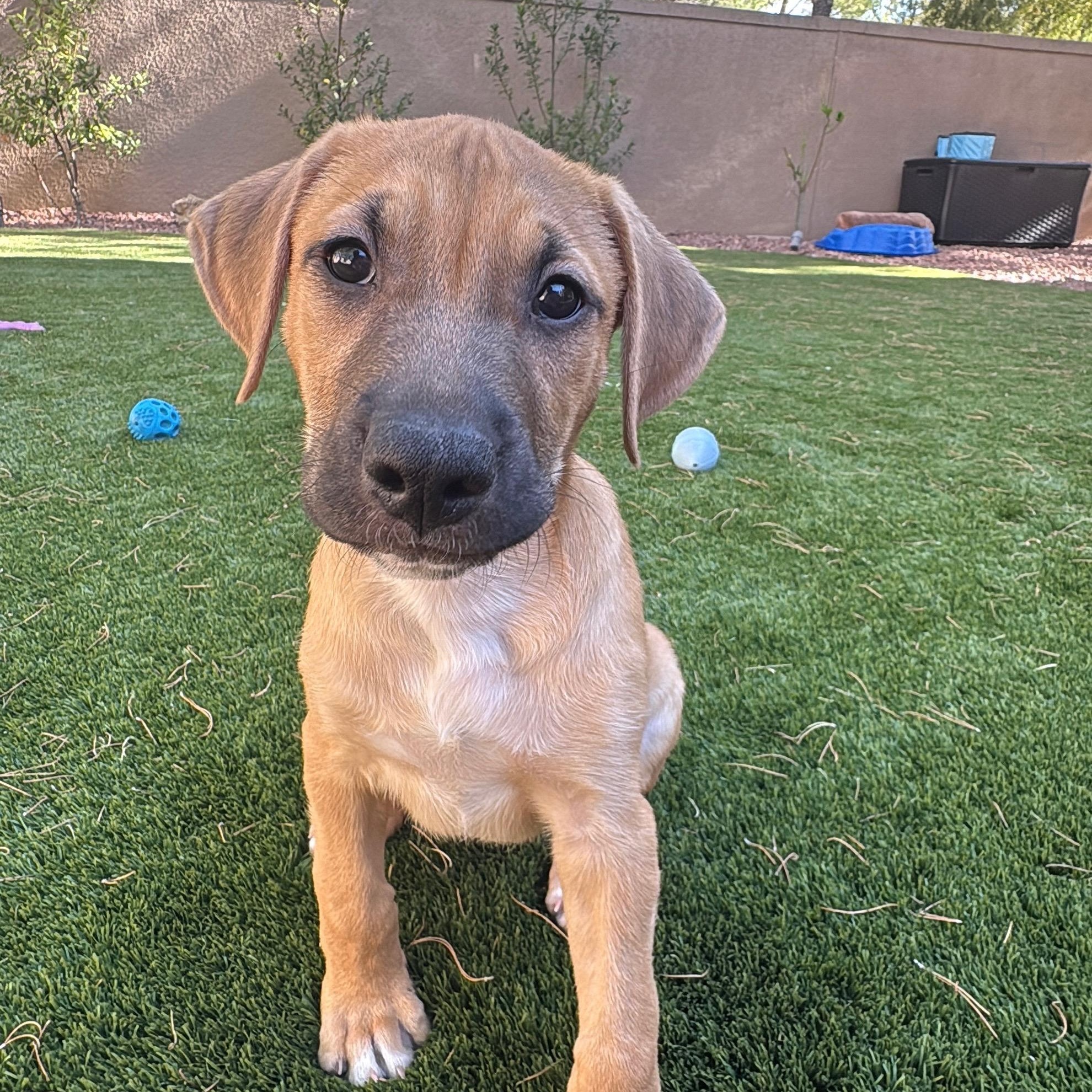 Earth, an adoptable Mixed Breed in Henderson, NV image 1/2