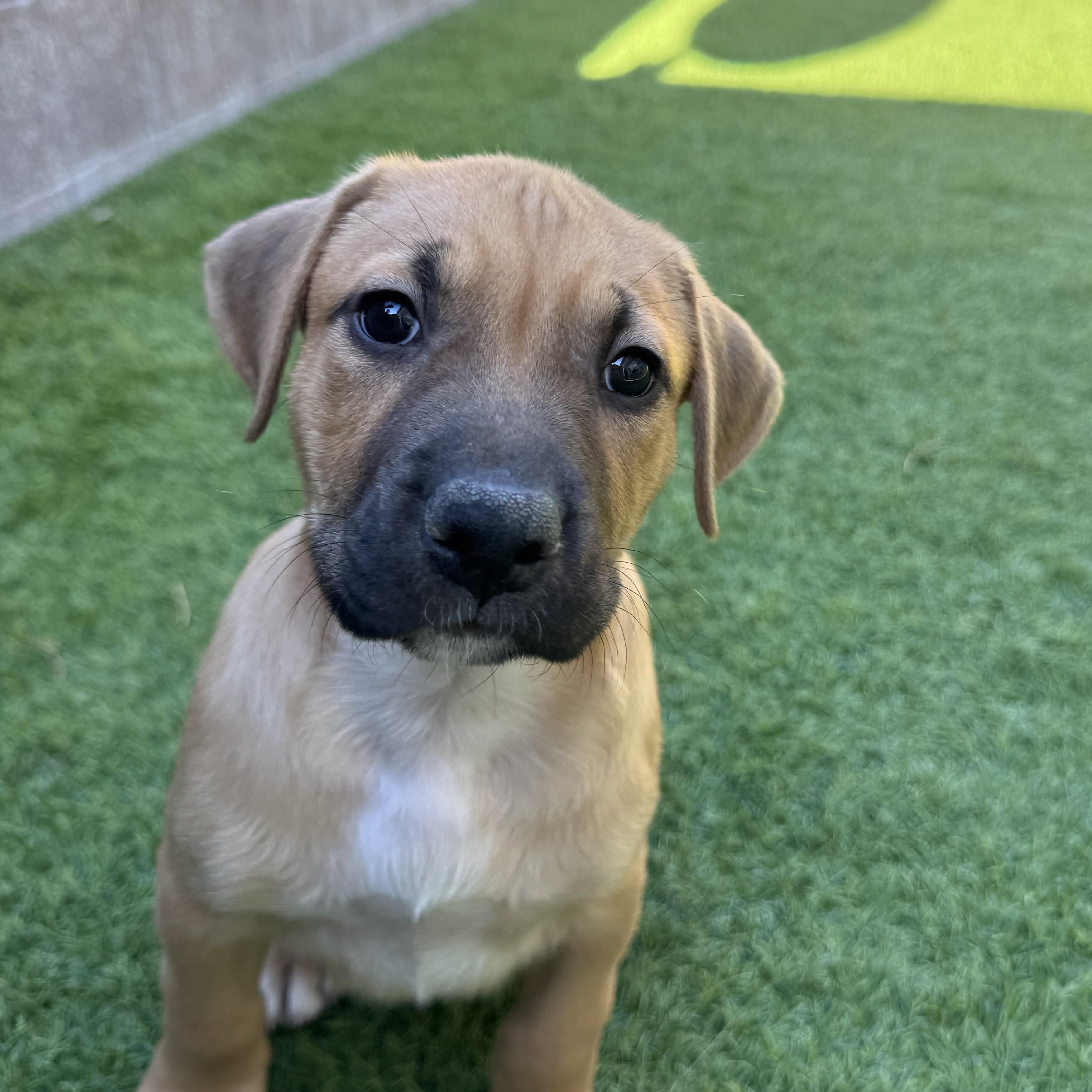 Enlarge Earth, an adopted Mixed Breed in Henderson, NV image 1/1