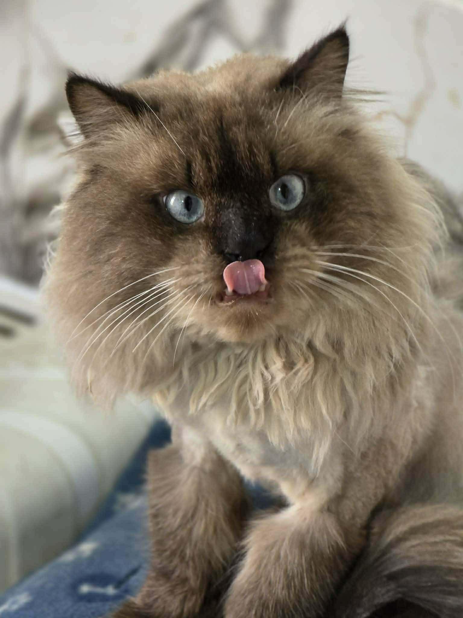 Enlarge Kodak, a ADOPTABLE Himalayan in Allentown, NJ image 3/3