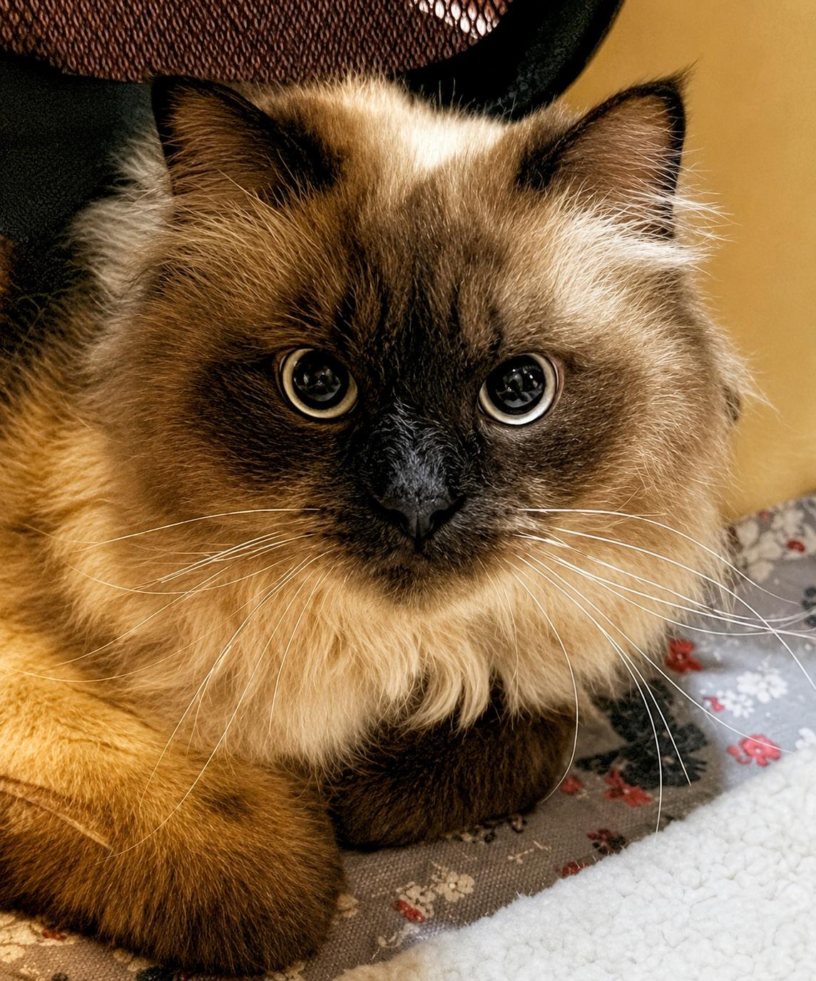 Enlarge Kodak, a ADOPTABLE Himalayan in Allentown, NJ image 2/3