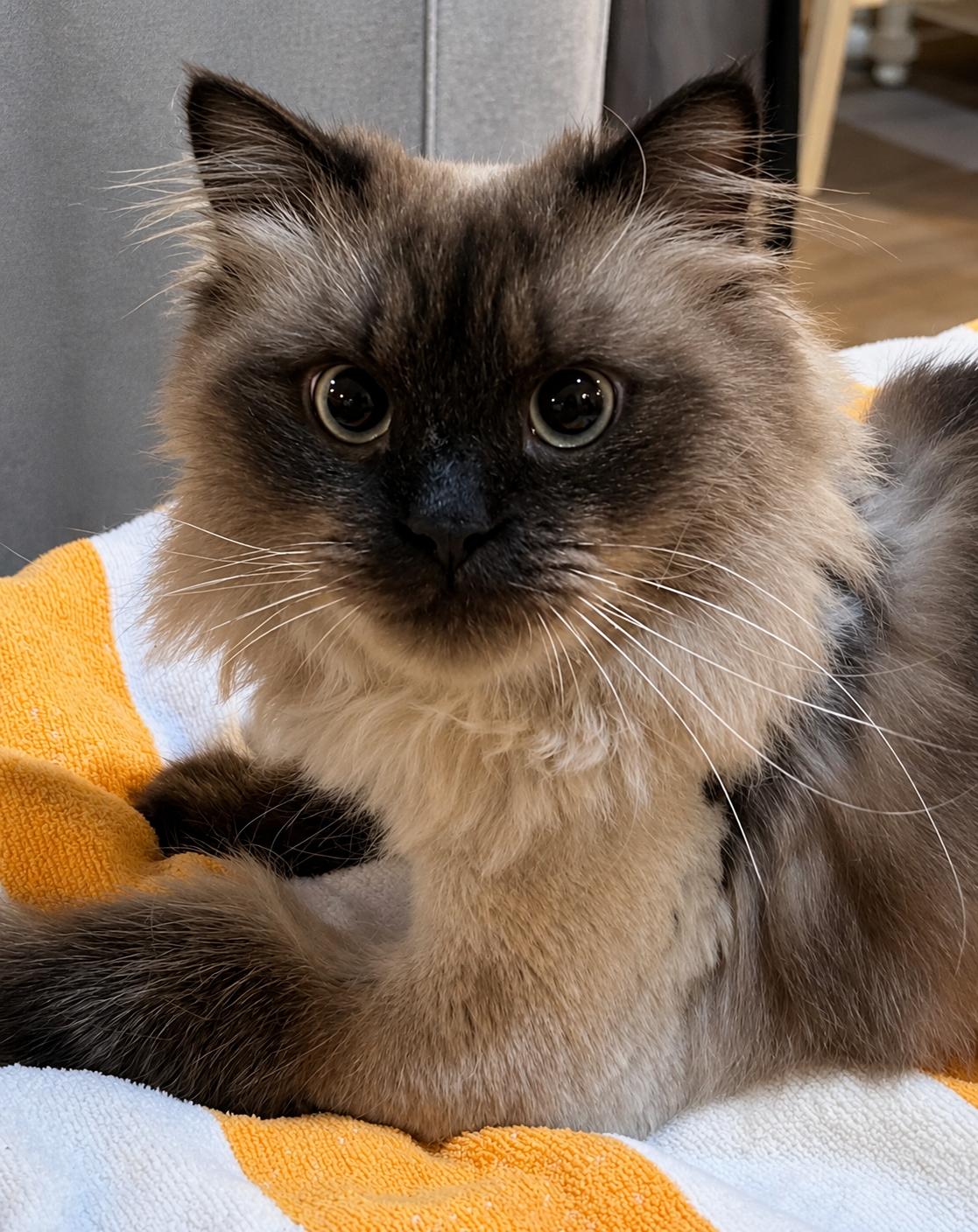 Enlarge Kodak, a ADOPTABLE Himalayan in Allentown, NJ image 1/3