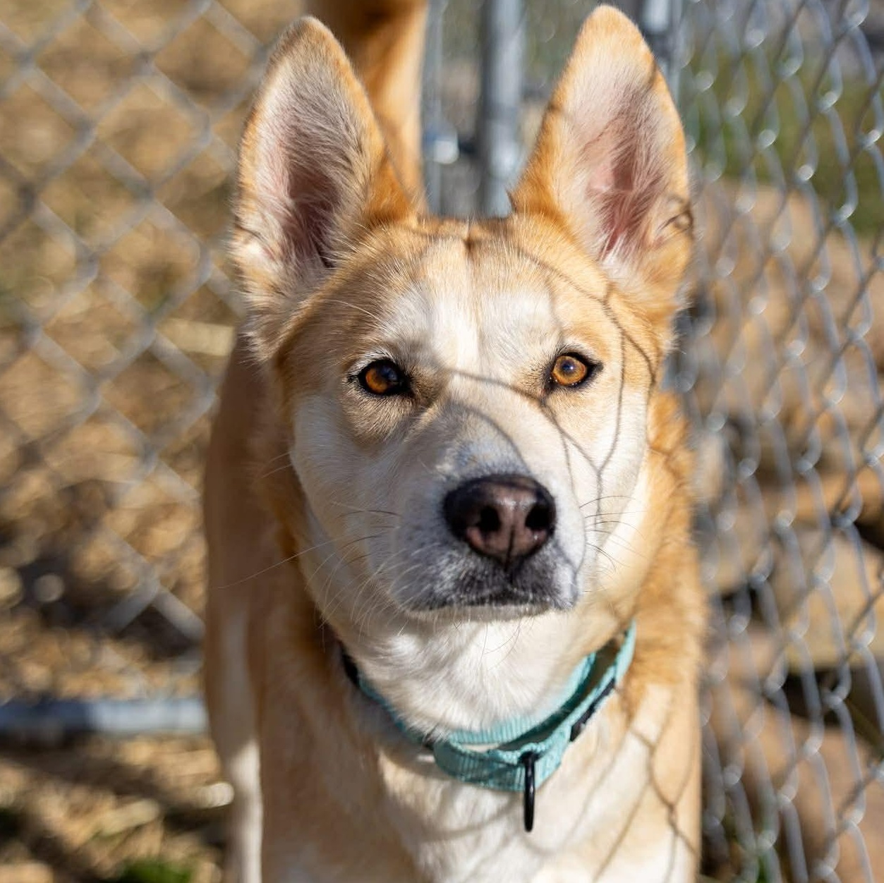 Pumpkin Spice thumbnail 2