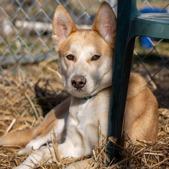 Pumpkin Spice thumbnail 4