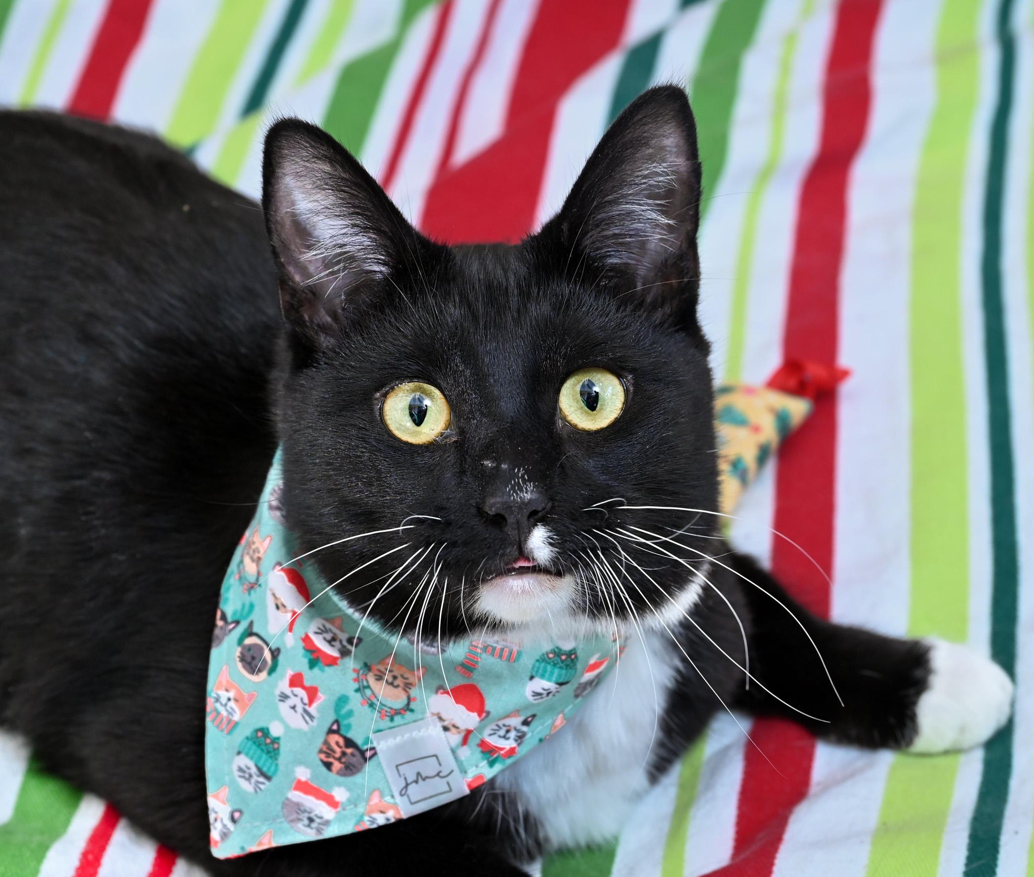 Kahlua