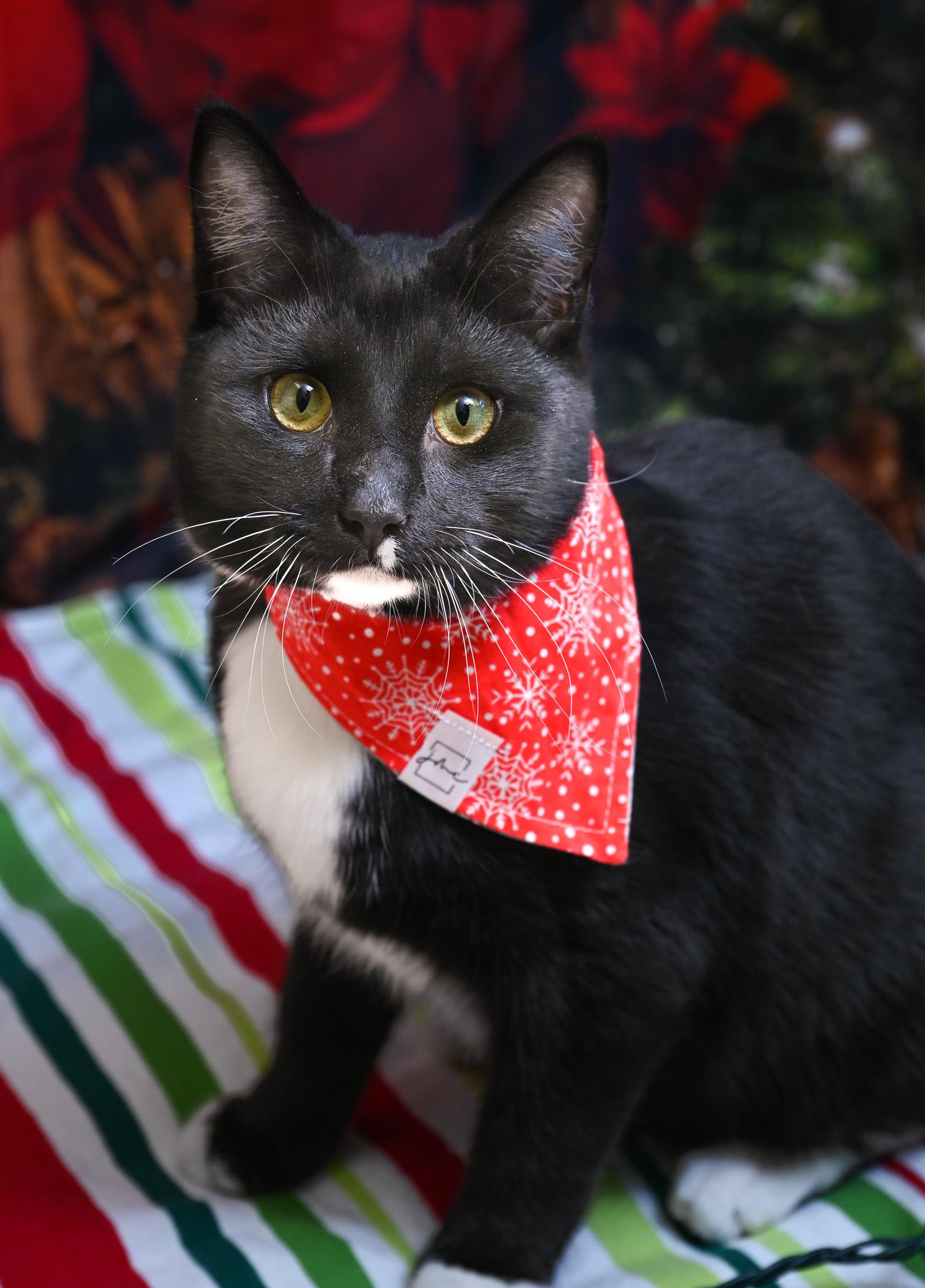 Kahlua 2