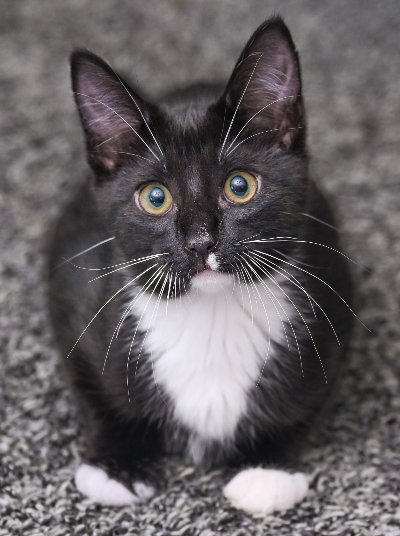 Kahlua 4