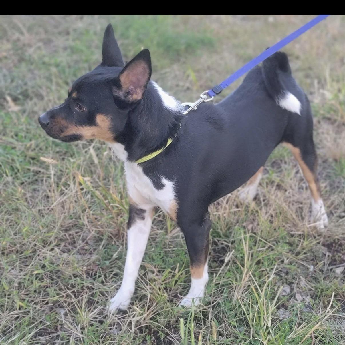 Enlarge Otis, a Adoptable Jack Russell Terrier in Fountaintown, IN image 5/5