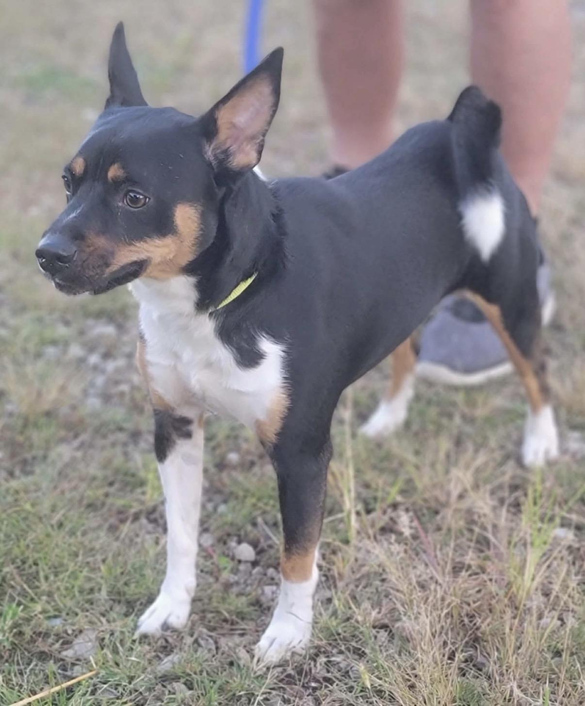 Enlarge Otis, a Adoptable Jack Russell Terrier in Fountaintown, IN image 3/5