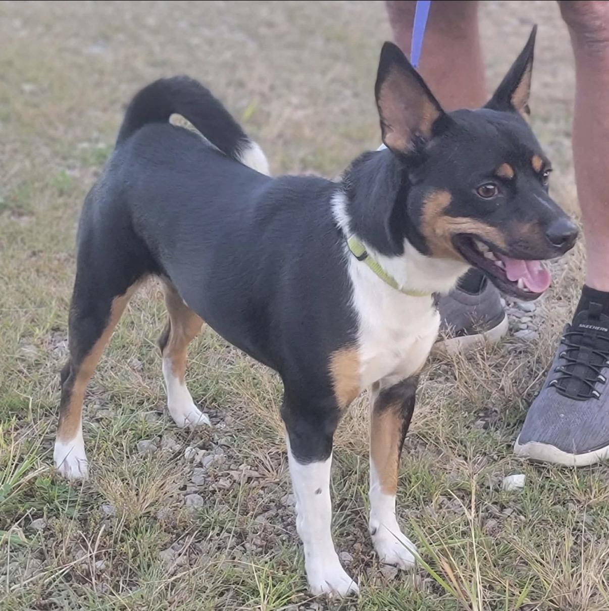 Enlarge Otis, a Adoptable Jack Russell Terrier in Fountaintown, IN image 4/5