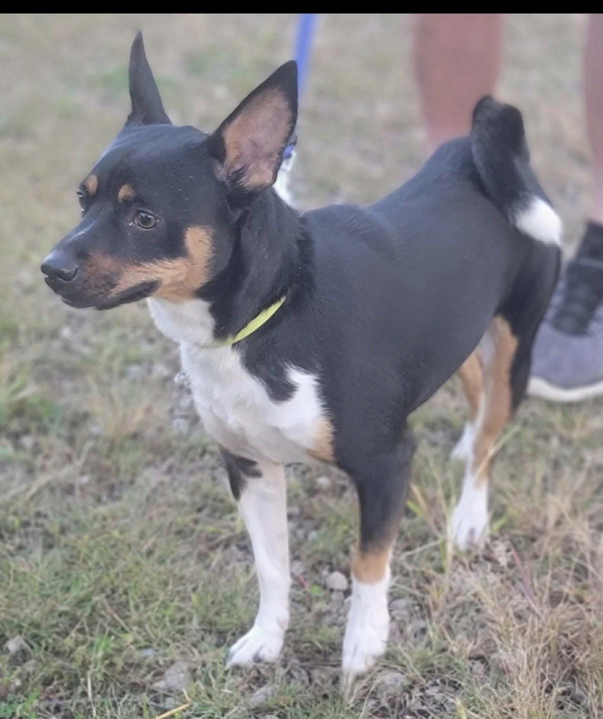Otis, Adoptable, Young Male Jack Russell Terrier.