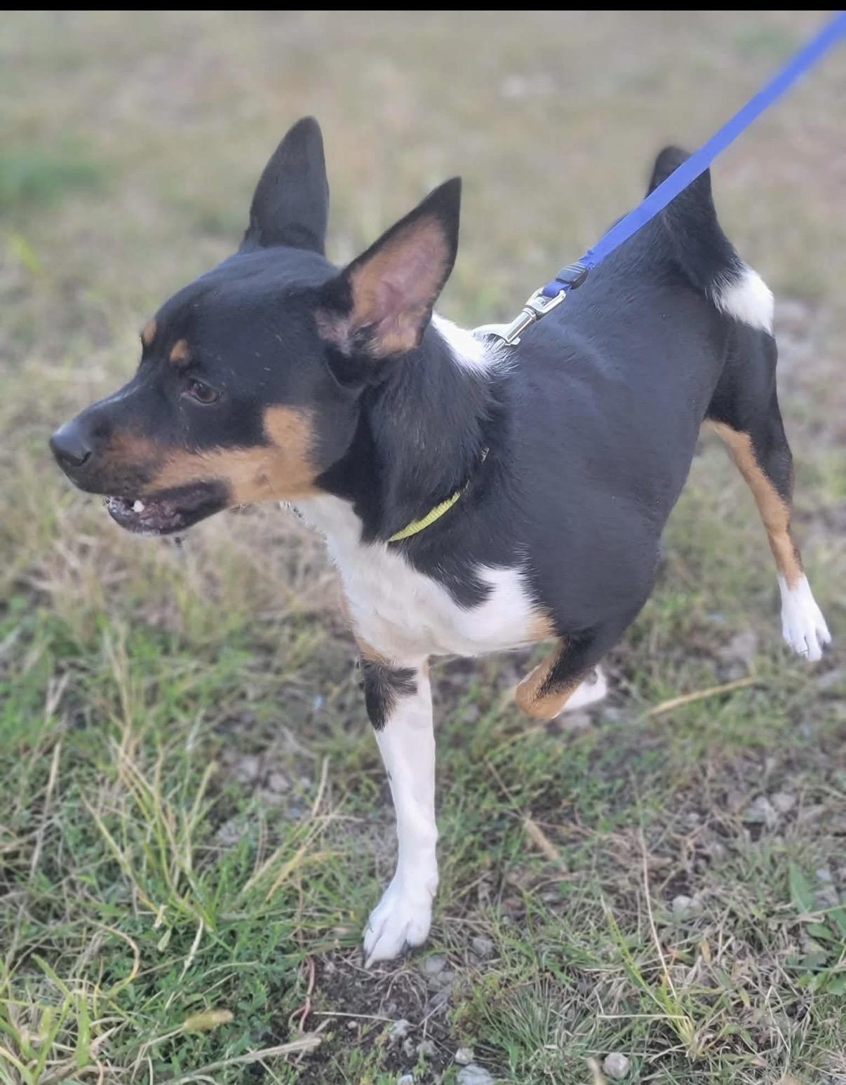 Enlarge Otis, a Adoptable Jack Russell Terrier in Fountaintown, IN image 2/5