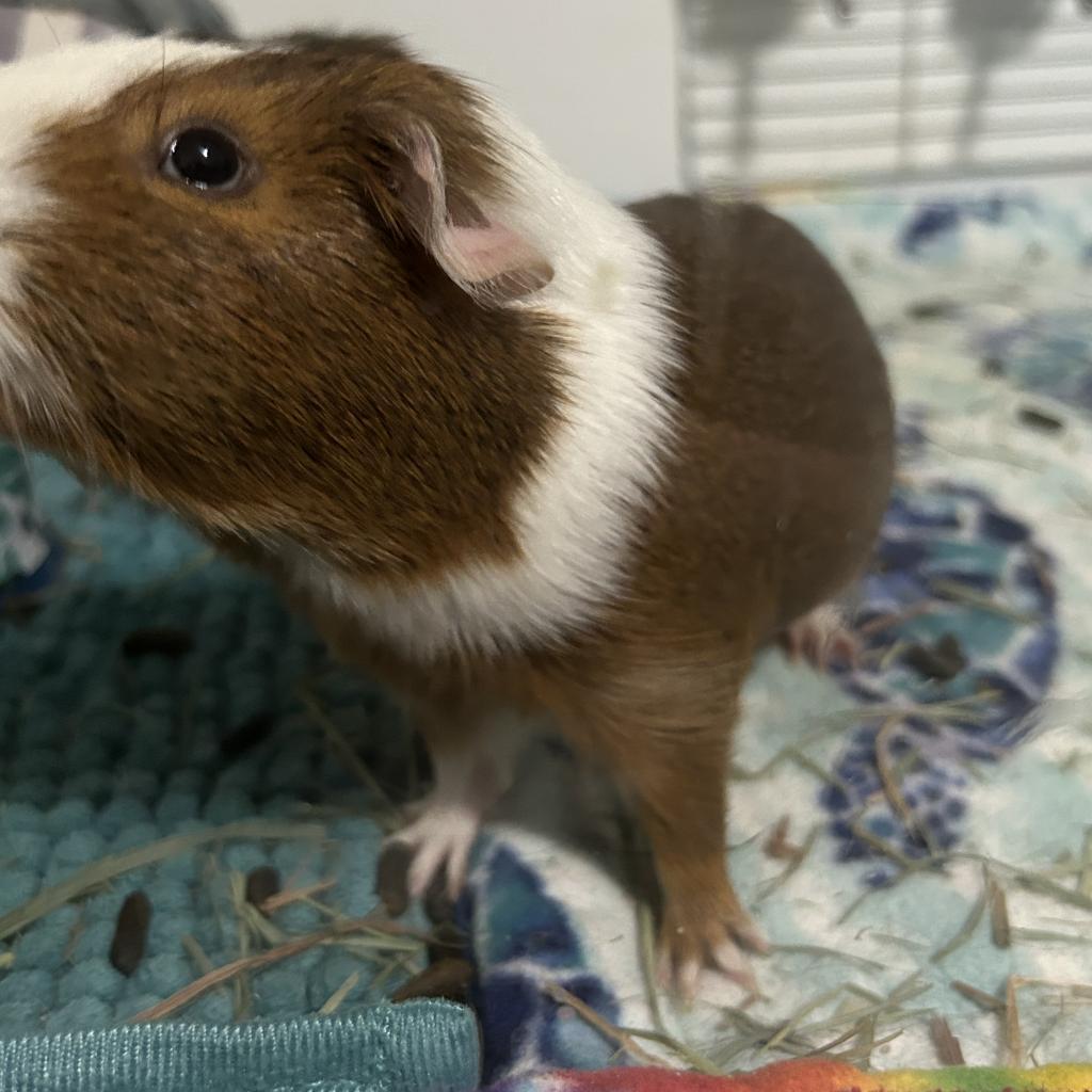 Enlarge Ari, a Adoptable Guinea Pig in Las Vegas, NV image 1/2