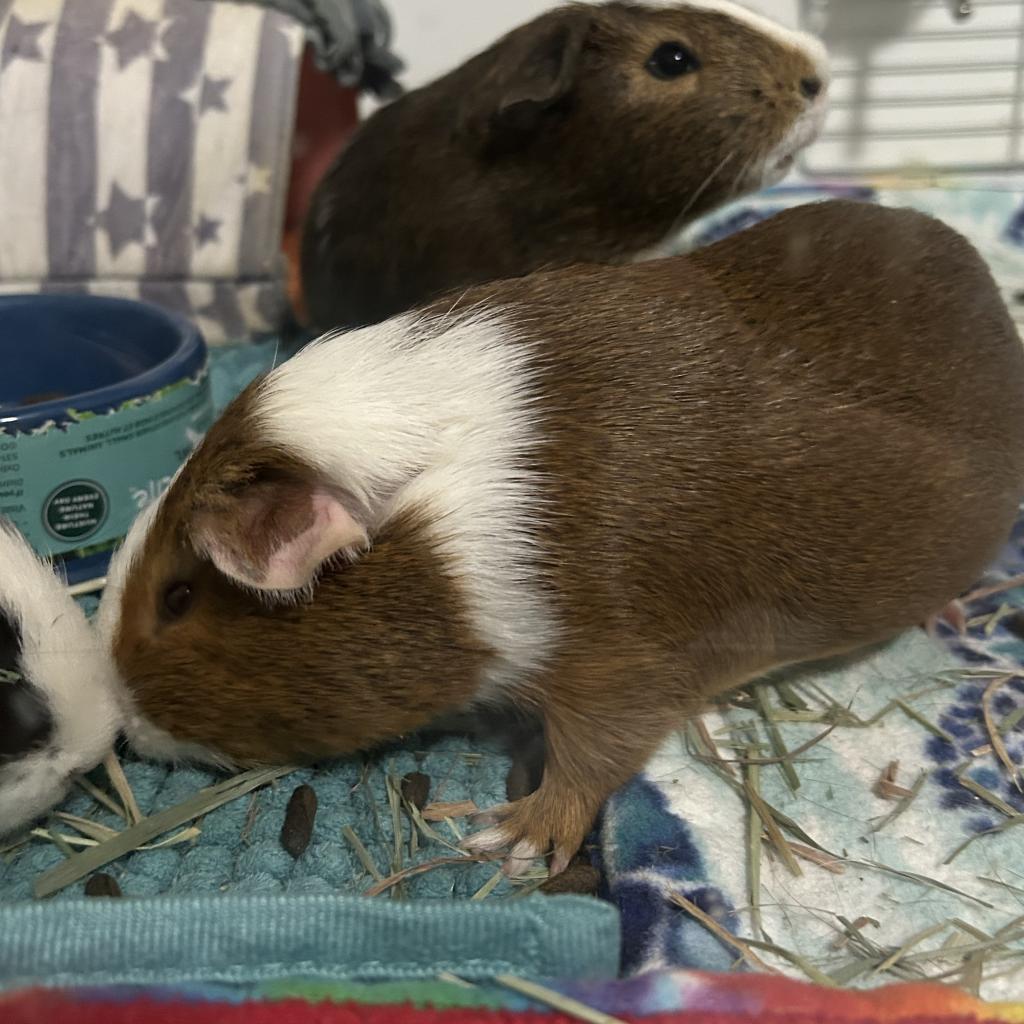 Enlarge Ari, a Adoptable Guinea Pig in Las Vegas, NV image 2/2