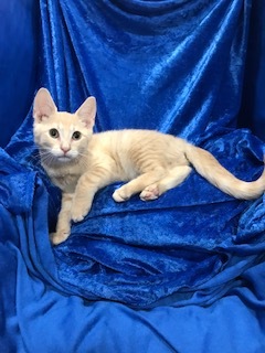 Thomas O'Malley, Adopted, Kitten Male Bengal & Exotic Shorthair.