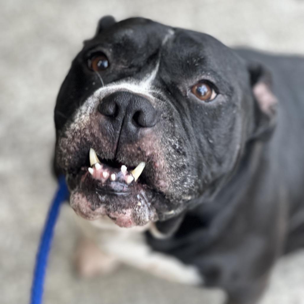 Enlarge Porter 3067, a Adoptable Mixed Breed in Columbus, GA image 2/6