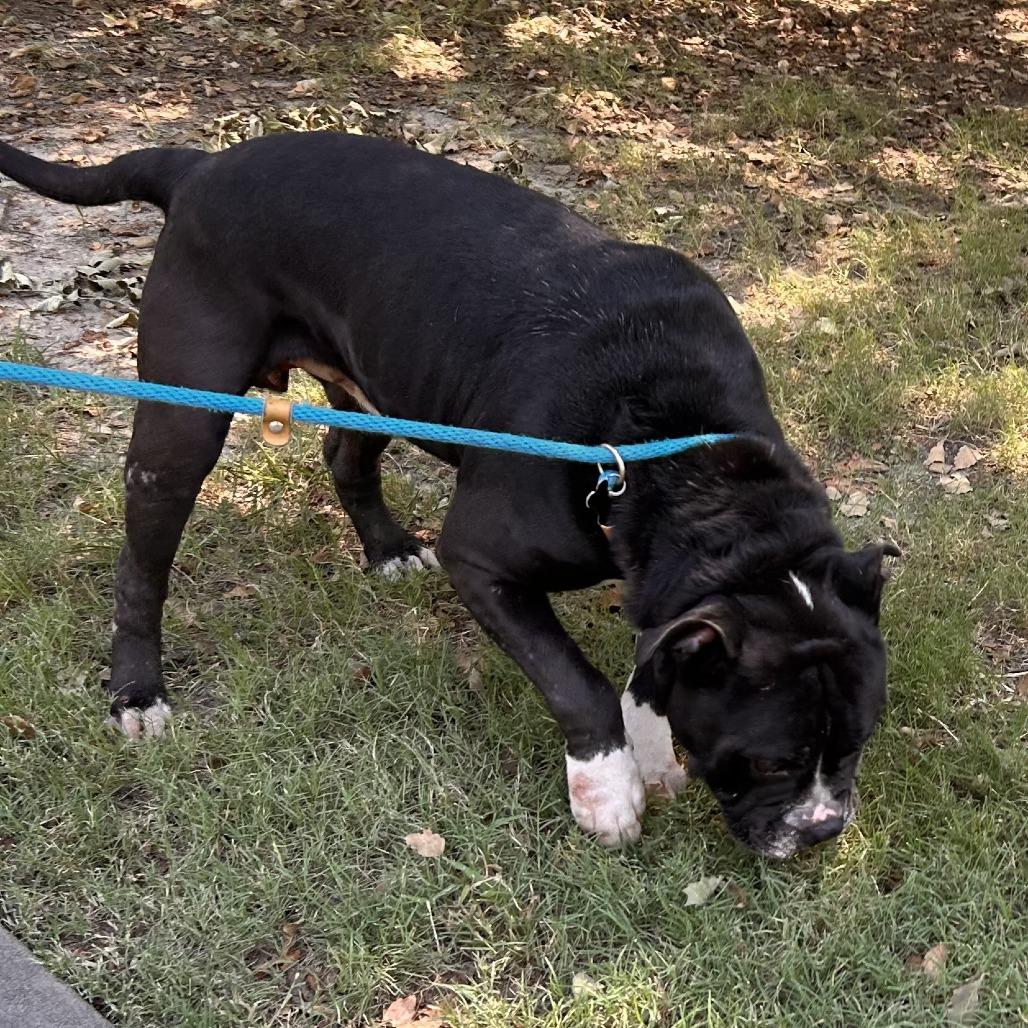 Enlarge Porter 3067, a Adoptable Mixed Breed in Columbus, GA image 3/6