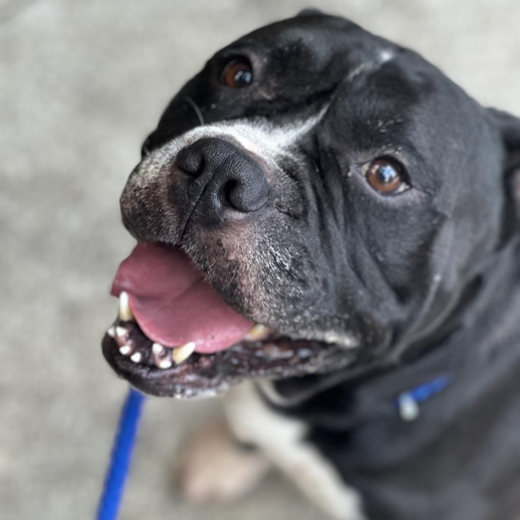 Enlarge Porter 3067, a Adoptable Mixed Breed in Columbus, GA image 4/6