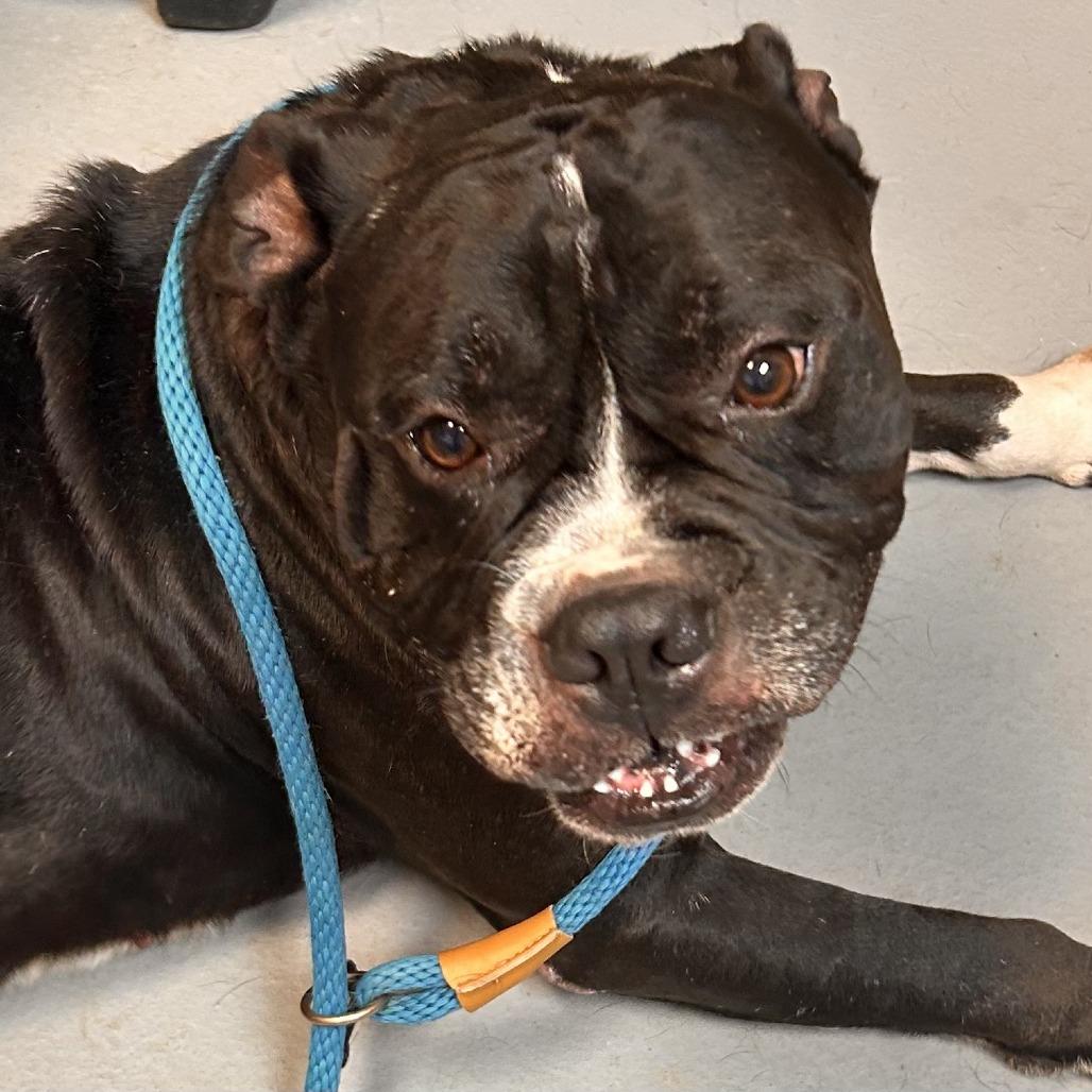 Enlarge Porter 3067, a Adoptable Mixed Breed in Columbus, GA image 5/6