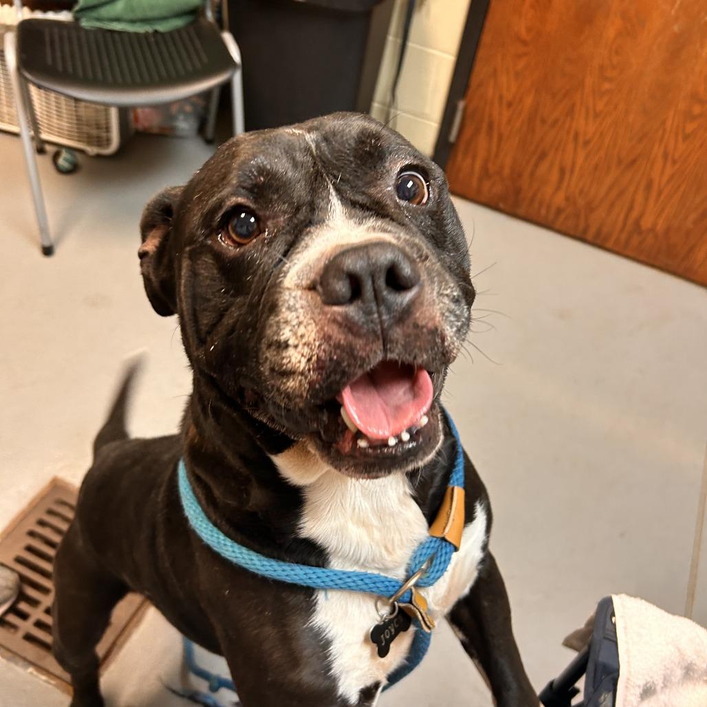 Enlarge Porter 3067, a Adoptable Mixed Breed in Columbus, GA image 6/6