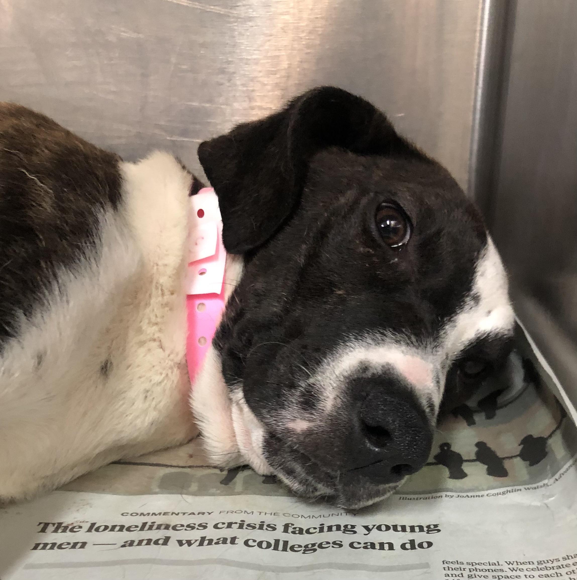 Donna, Adoptable, Puppy Female Labrador Retriever.