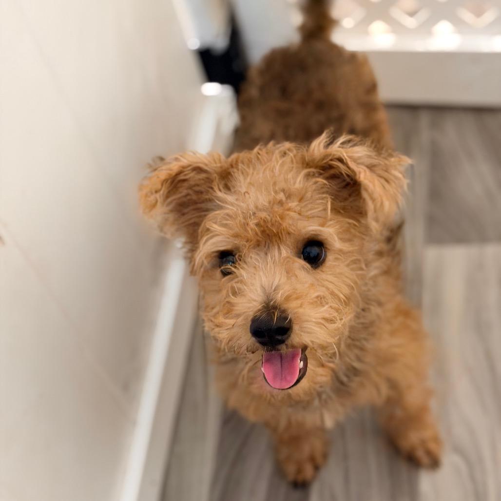PEPPER, Adopted, Young Male Terrier.