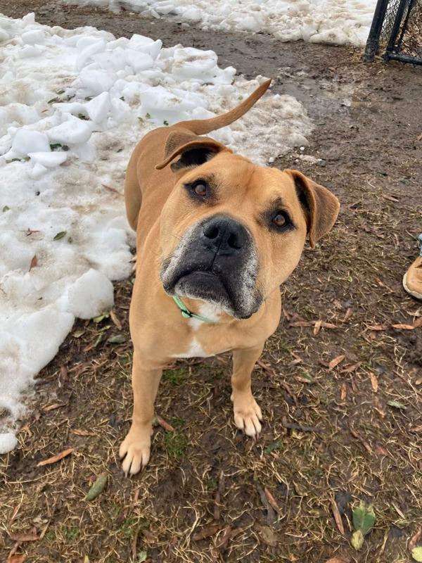 Enlarge Riff Ruff, a Adoptable mixed breed in Millersville, MD image 1/3