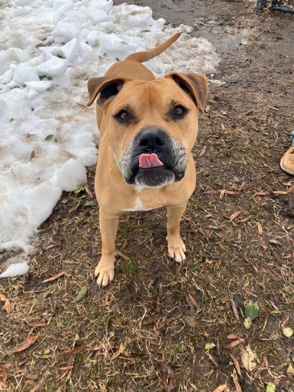 Enlarge Riff Ruff, a Adoptable mixed breed in Millersville, MD image 2/3